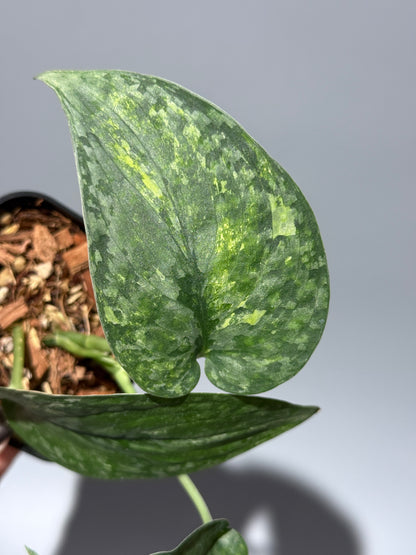 スキンダプサス レオパード / Scindapsus Leopard (1)