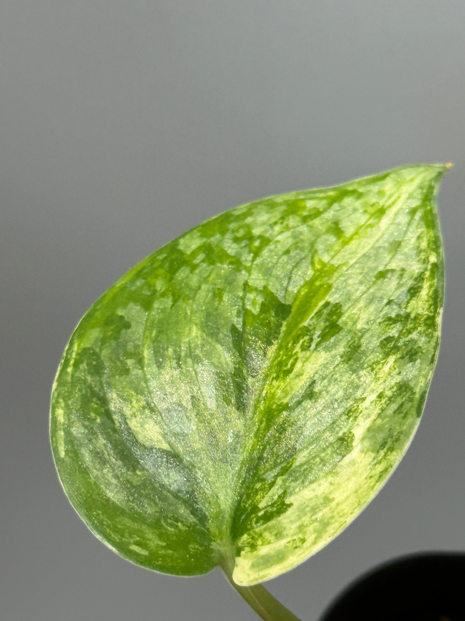 スキンダプサス エキゾチカ サラカ トリカラー  / Scindapsus Exotica salaka toricolor (1)