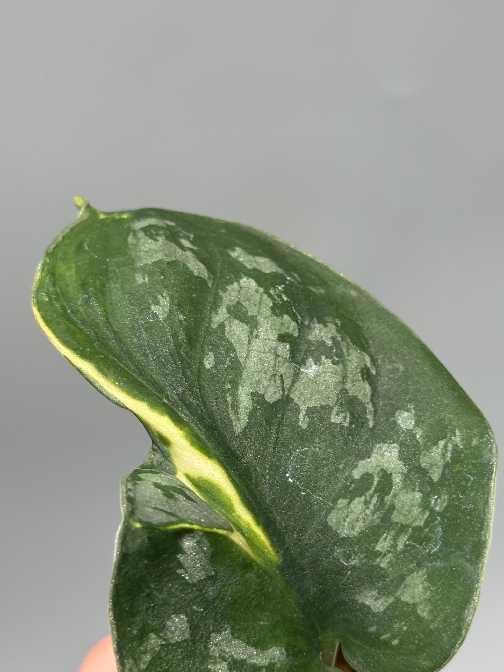 スキンダプサス イバタン  / Scindapsus Ibatan (1)