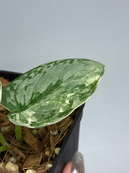 スキンダプサス シルバークリスタル / Scindapsus silver crystal (2)