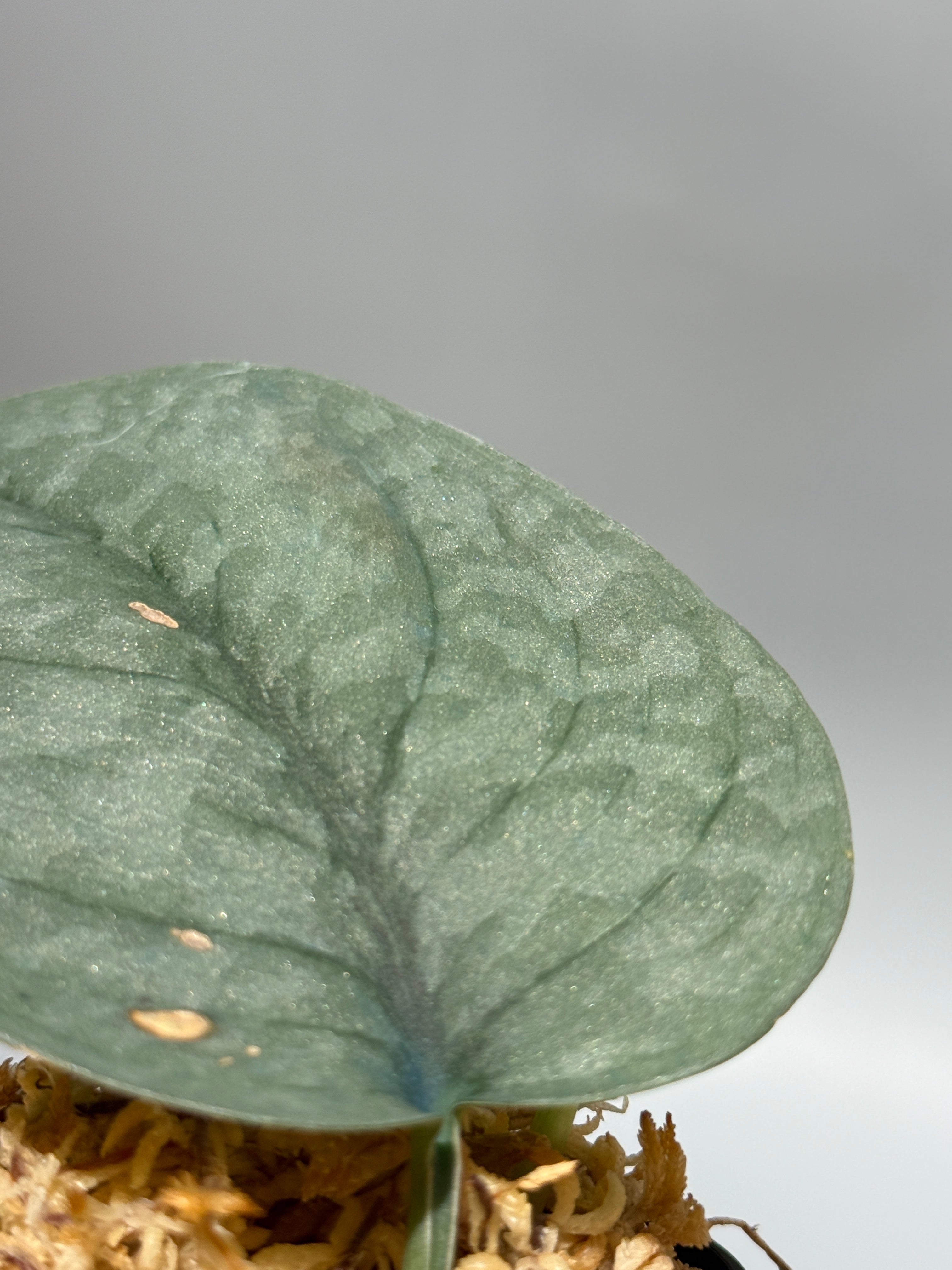 All Plants – Nakayama-Plants