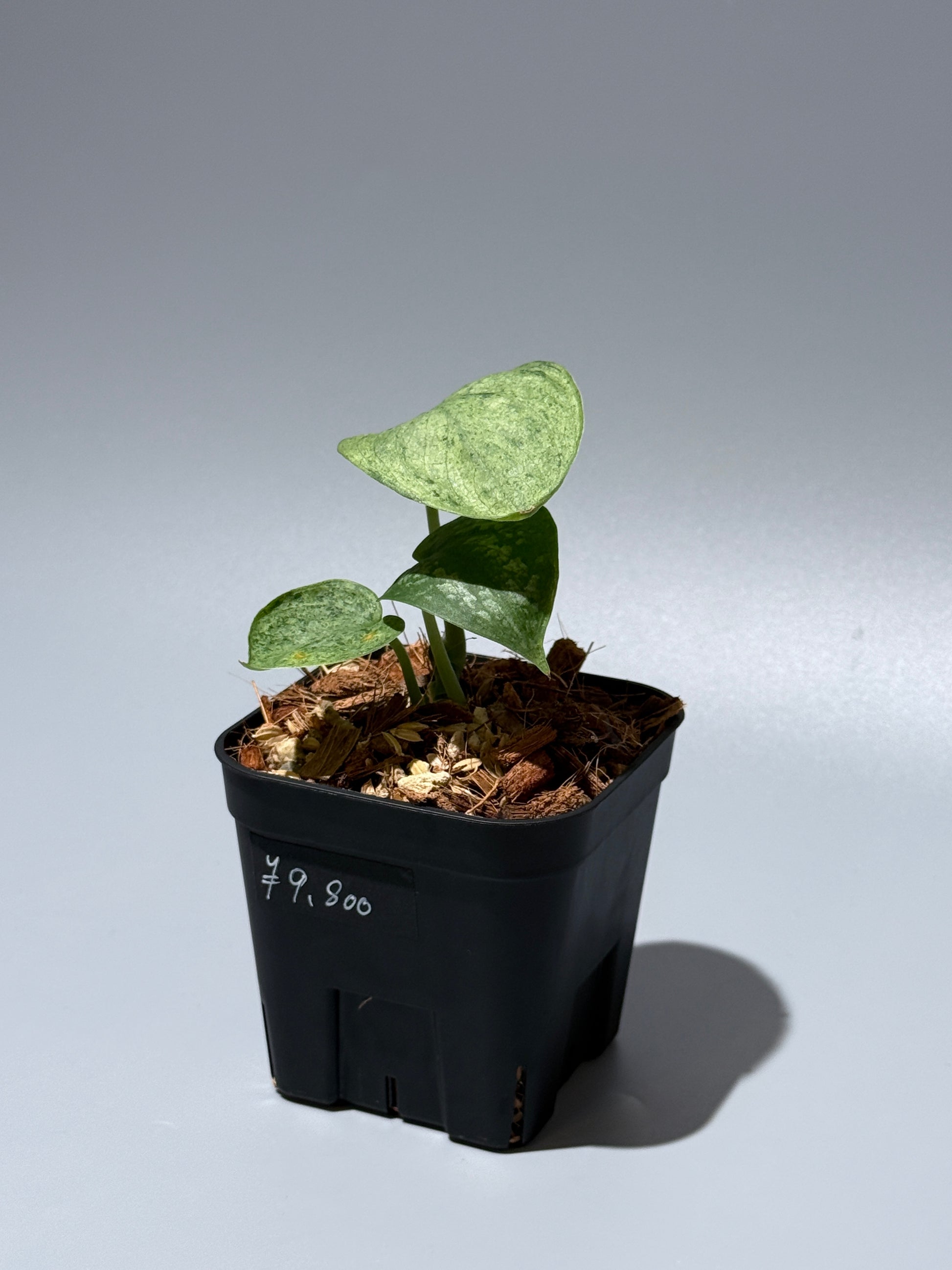 スキンダプサス モヒート / Scindapsus Mojito (1)