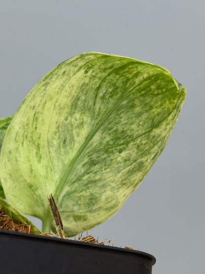 スキンダプサス テンバガ  / Scindapsus Tembaga (3)