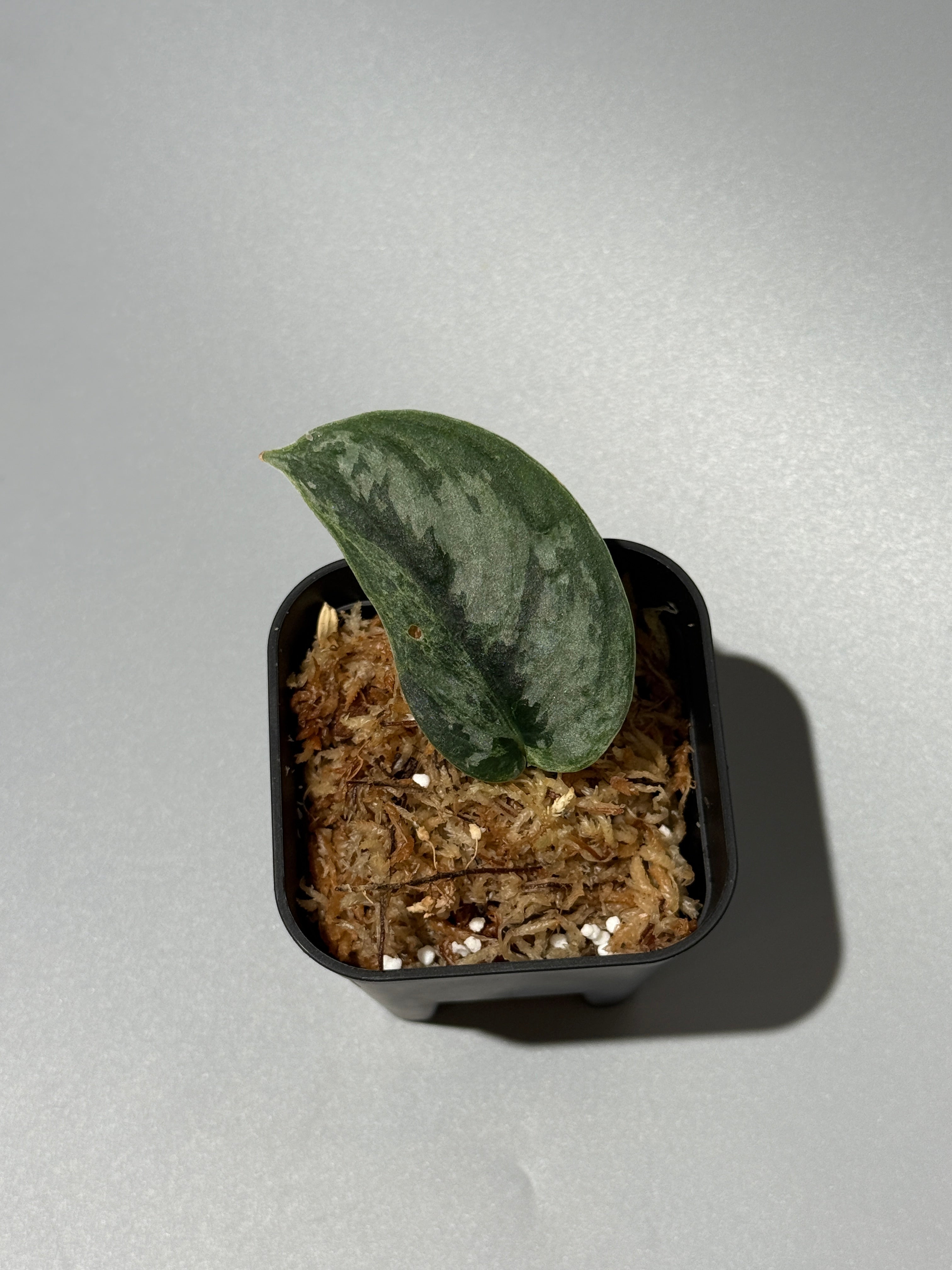 All Plants – Nakayama-Plants