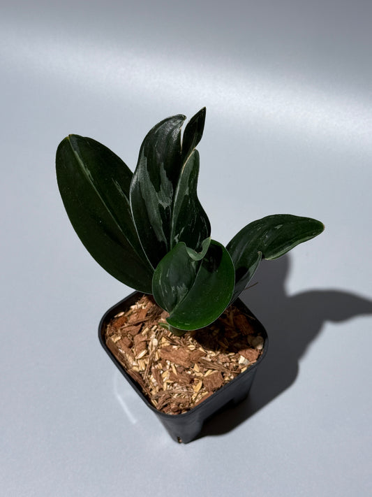 スキンダプサス トレビー ダークフォーム ミューテーション/Scindapsus Treubii darkform mutation (1)