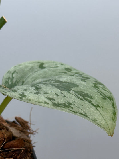 スキンダプサス sp.ジャンビ / Scindapsus sp.jambi (3)