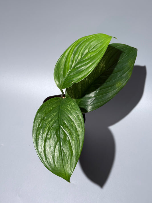 スキンダプサス ペラケンシス  / Scindapsus Perakensis (2)