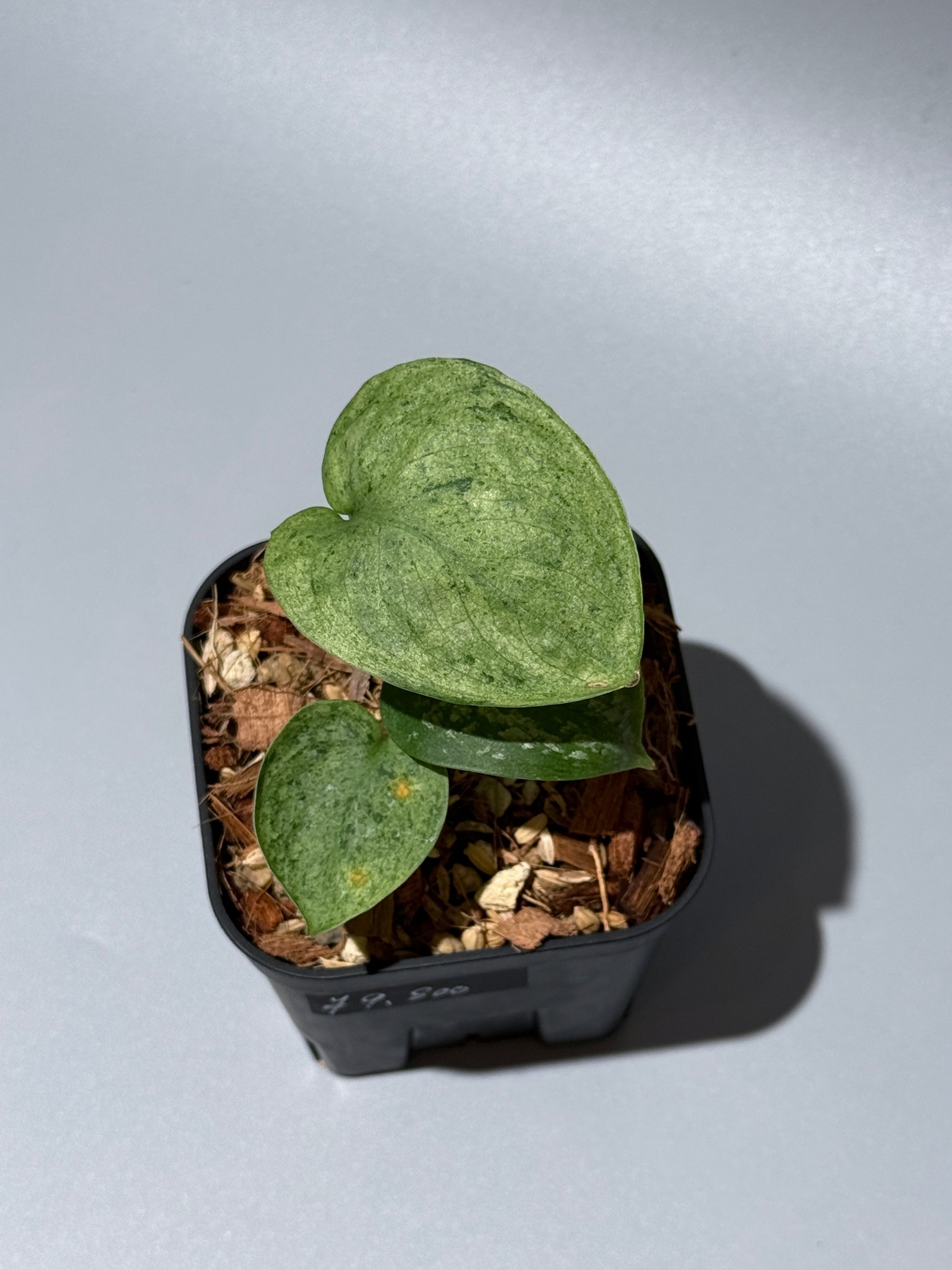 スキンダプサス モヒート / Scindapsus Mojito (1)