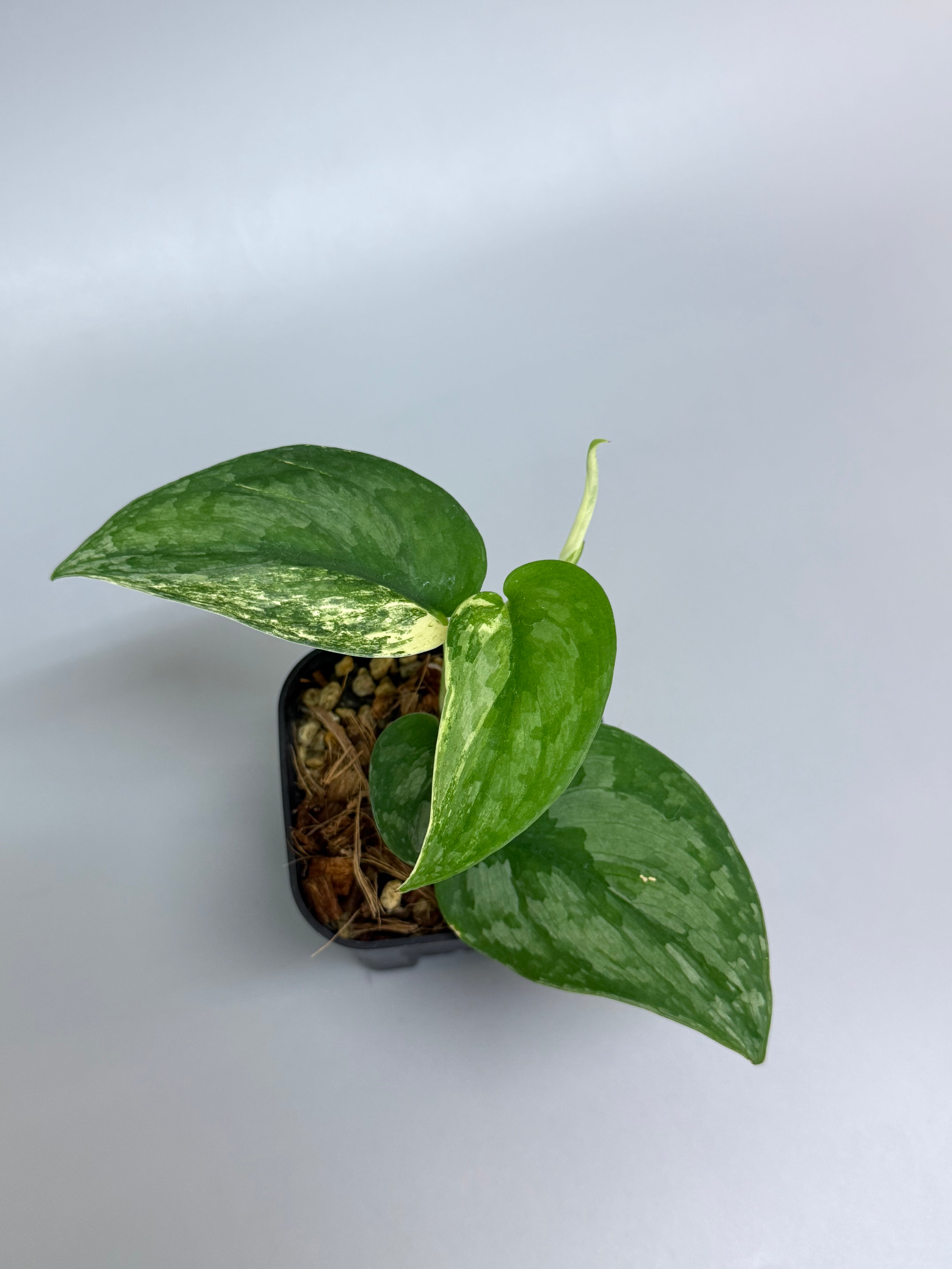 スキンダプサス　シルバーペラ スキンダプサス シルバースプラッシュ / Scindapsus silversplash (1