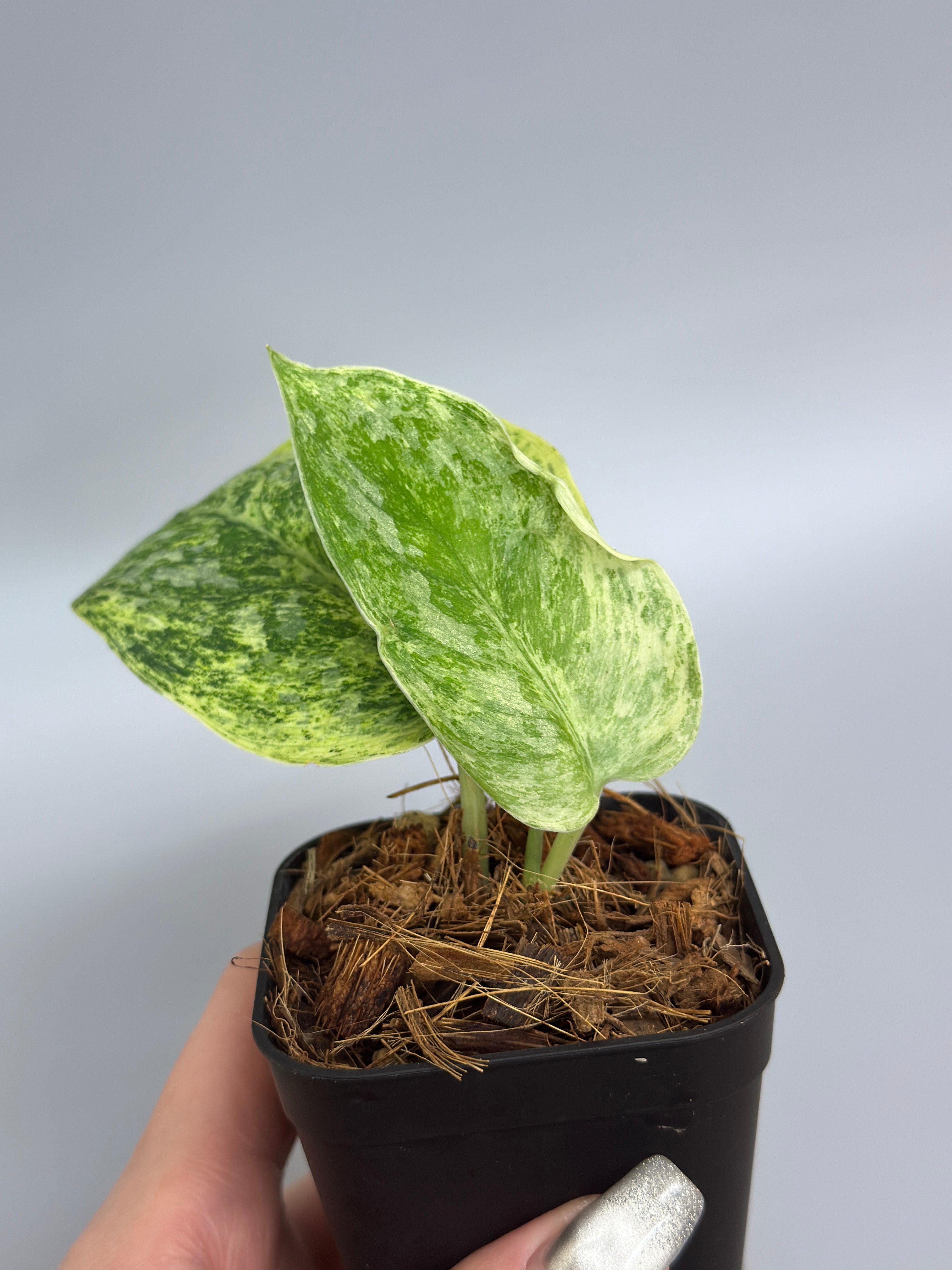 スキンダプサス テンバガ / Scindapsus Tembaga (2) – Nakayama-Plants