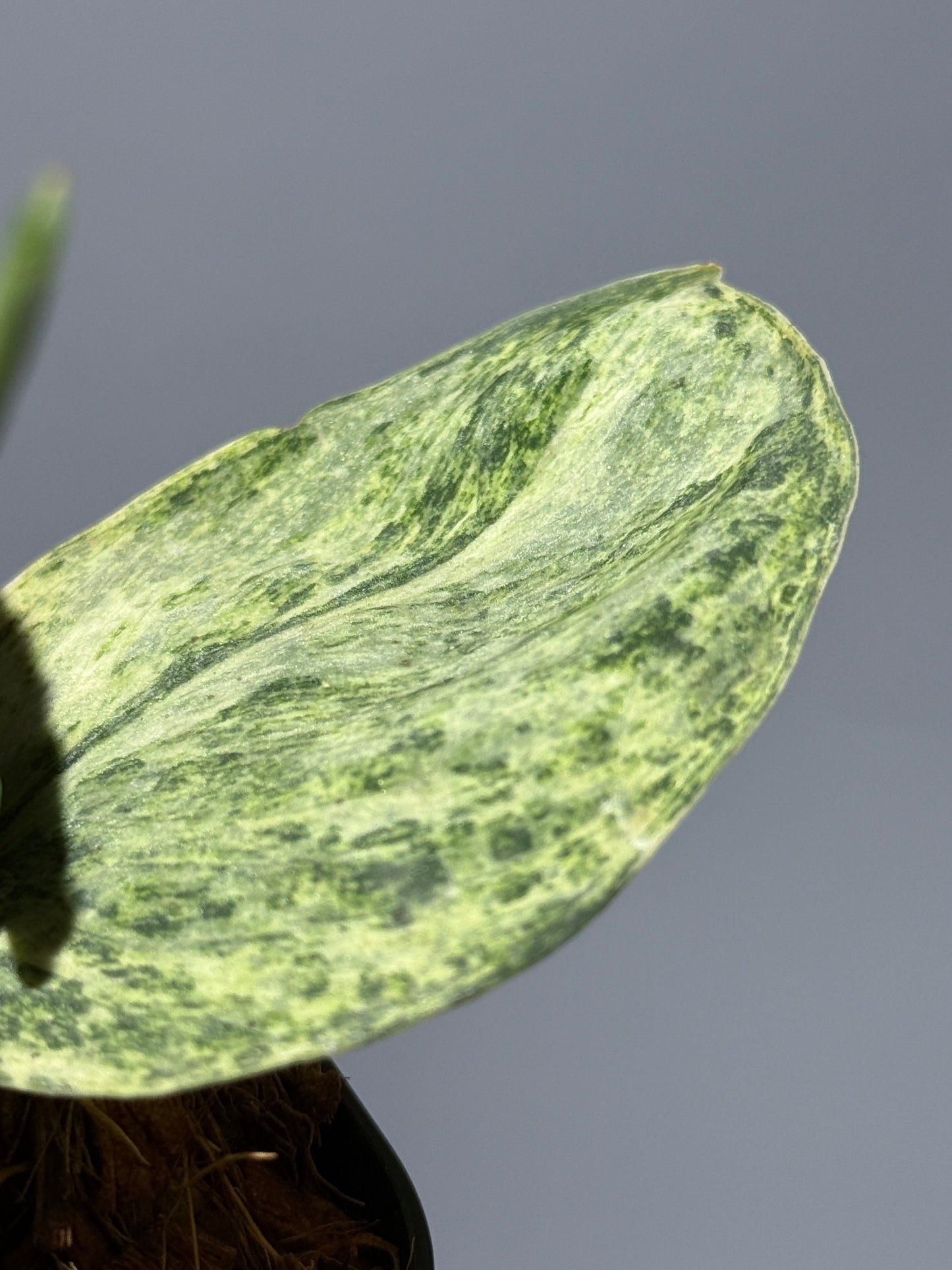 スキンダプサス テンバガ  / Scindapsus Tembaga (2)