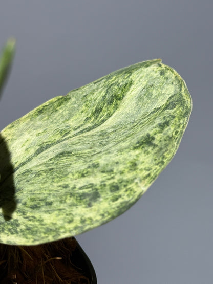 スキンダプサス テンバガ  / Scindapsus Tembaga (2)