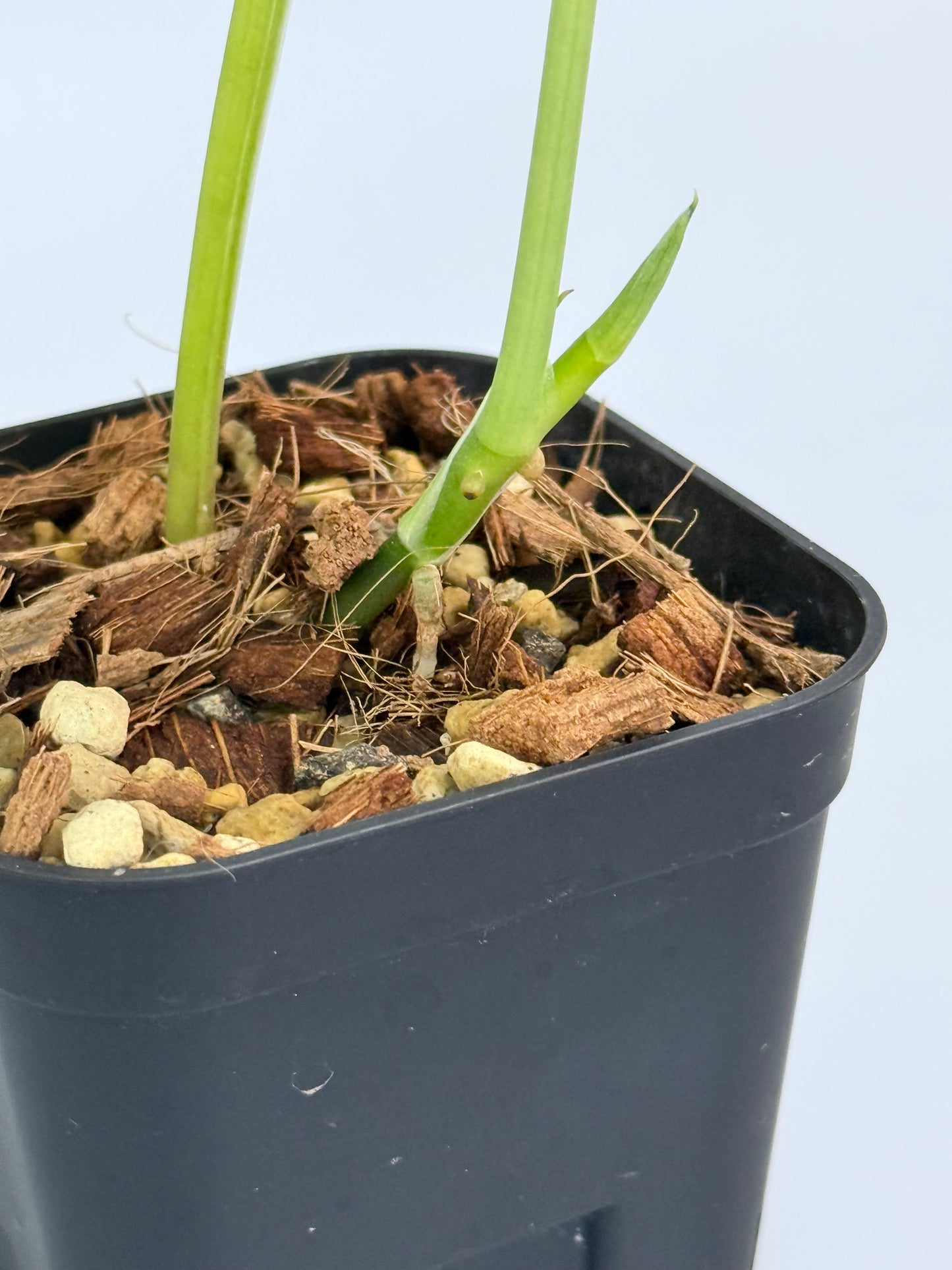 スキンダプサス グリーン エメラルド / Scindapsus green emerald (1)