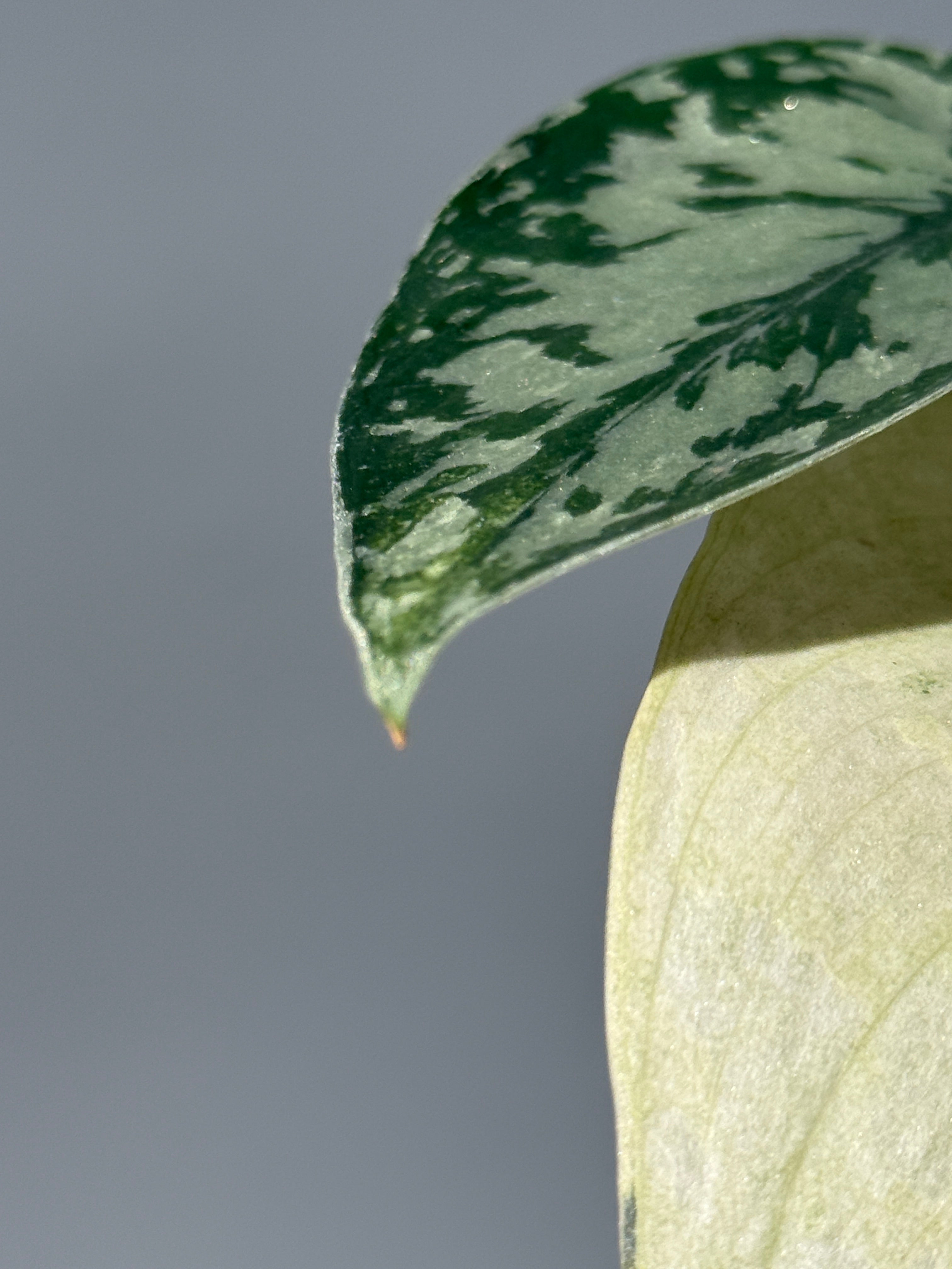 スキンダプサス ラカンビニ / Scindapsus Lakambini (1) – Nakayama-Plants