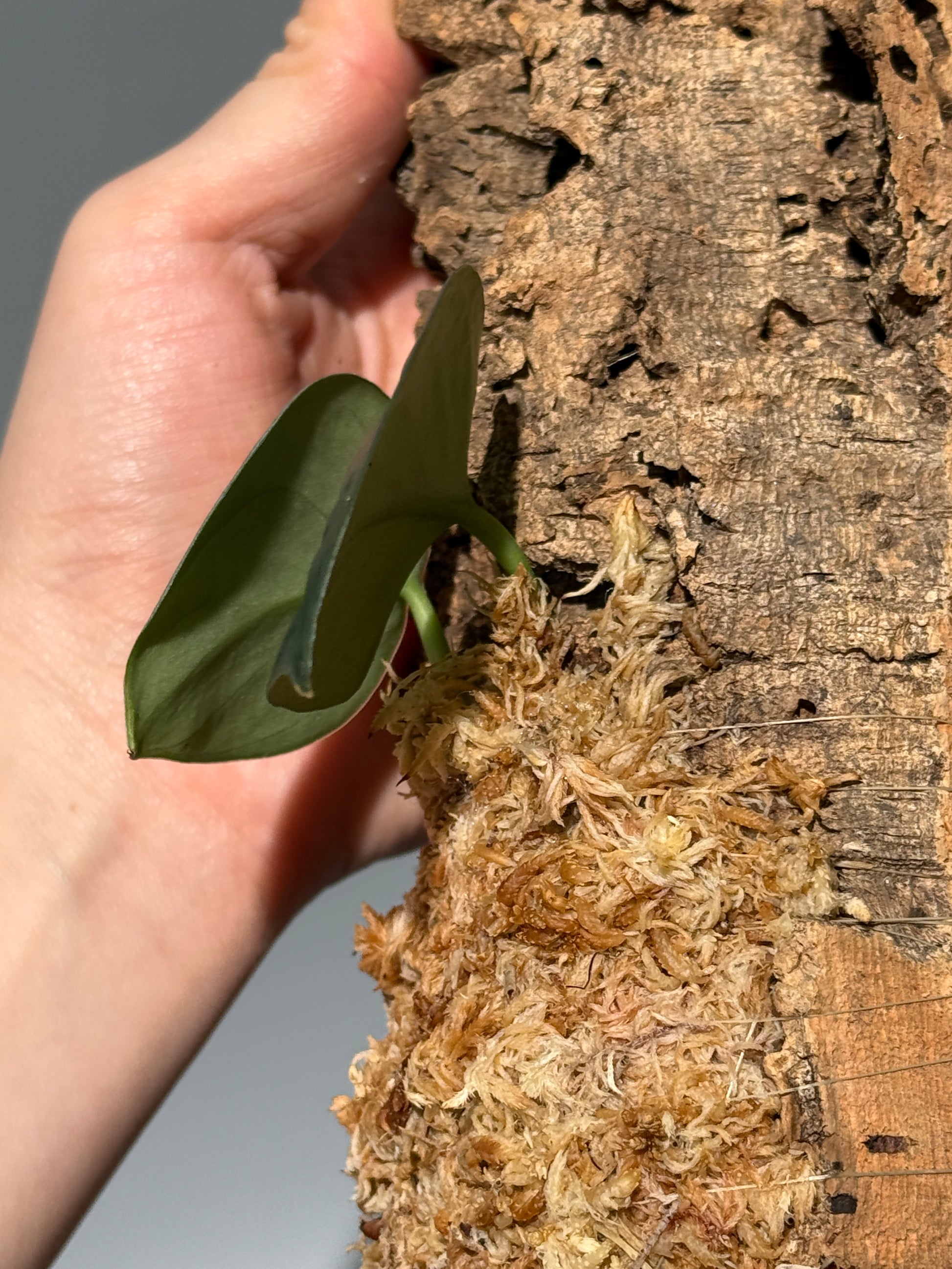 スキンダプサス Sp. カリマンタン / Scindapsus Sp.Kalimantan (C1)