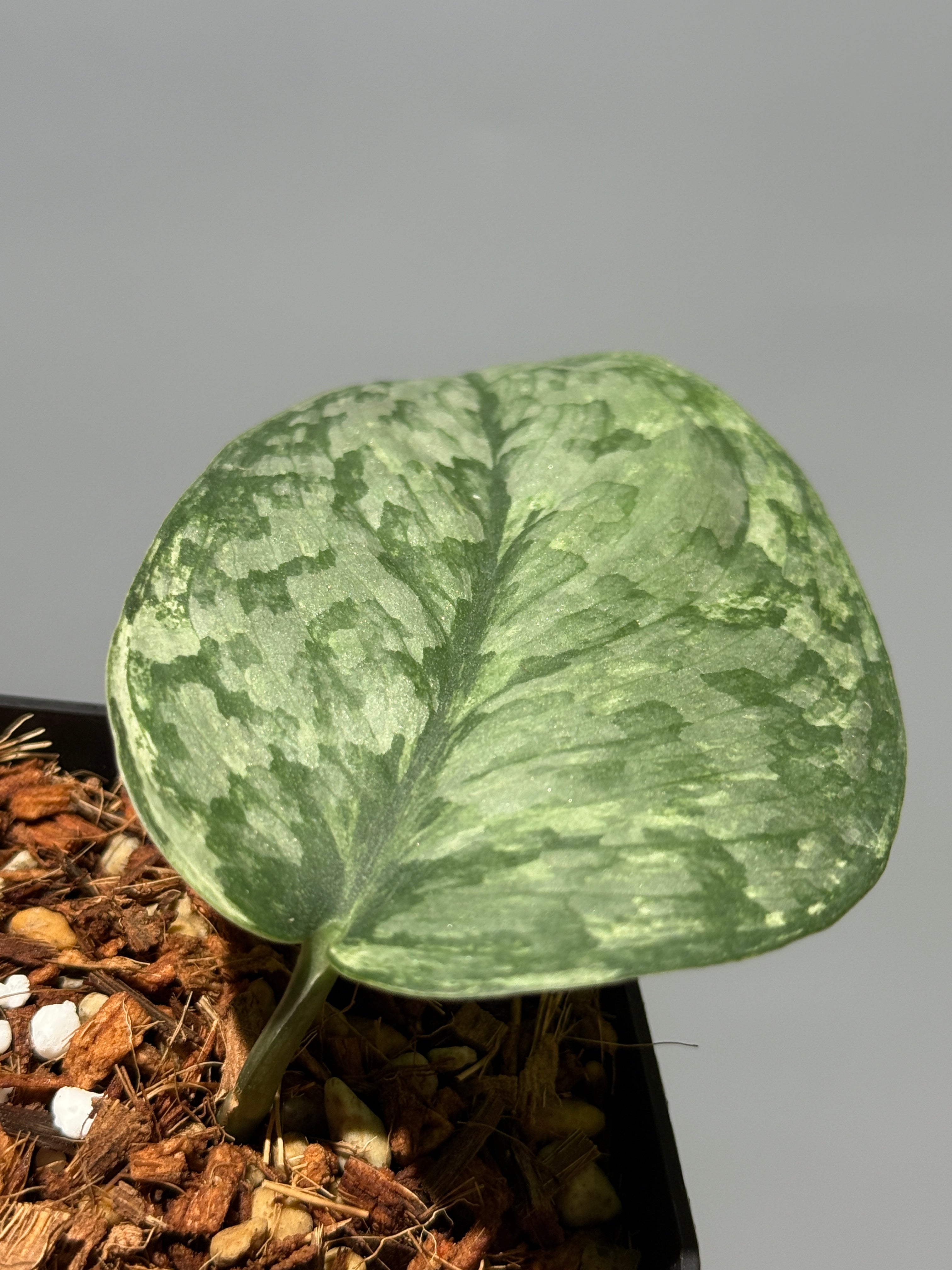 Nakayama Plants公式オンラインストア｜スキンダプサス専門店