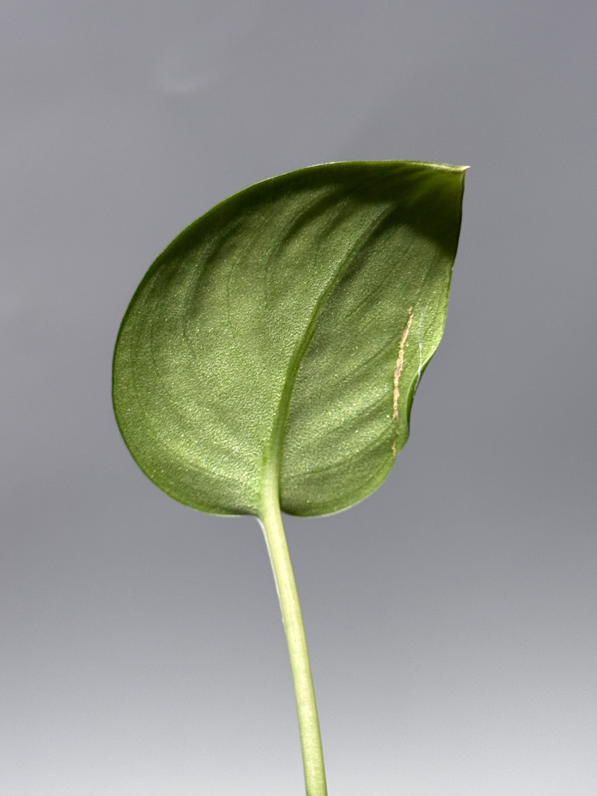 スキンダプサス  Sp.カリマンタン / Scindapsus Sp.Kalimantan (1)
