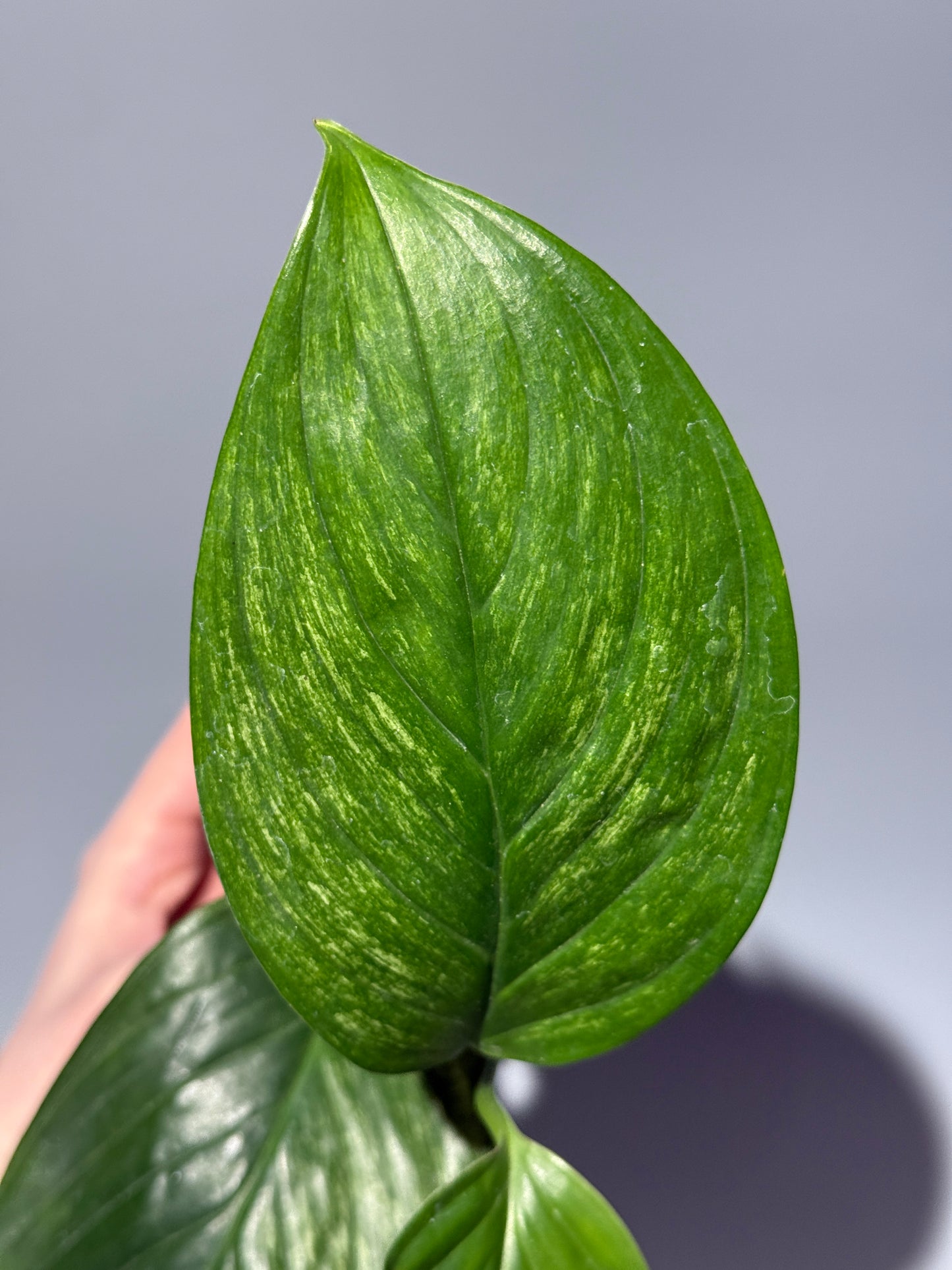 スキンダプサス ペラケンシス  / Scindapsus Perakensis (2)