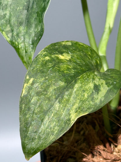 スキンダプサス レオパード / Scindapsus Leopard (2)