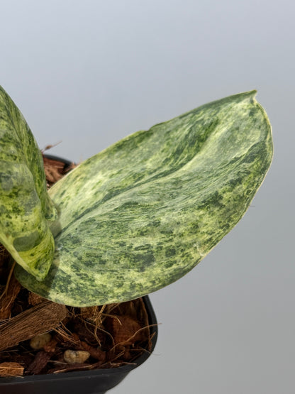 スキンダプサス テンバガ  / Scindapsus Tembaga (4)