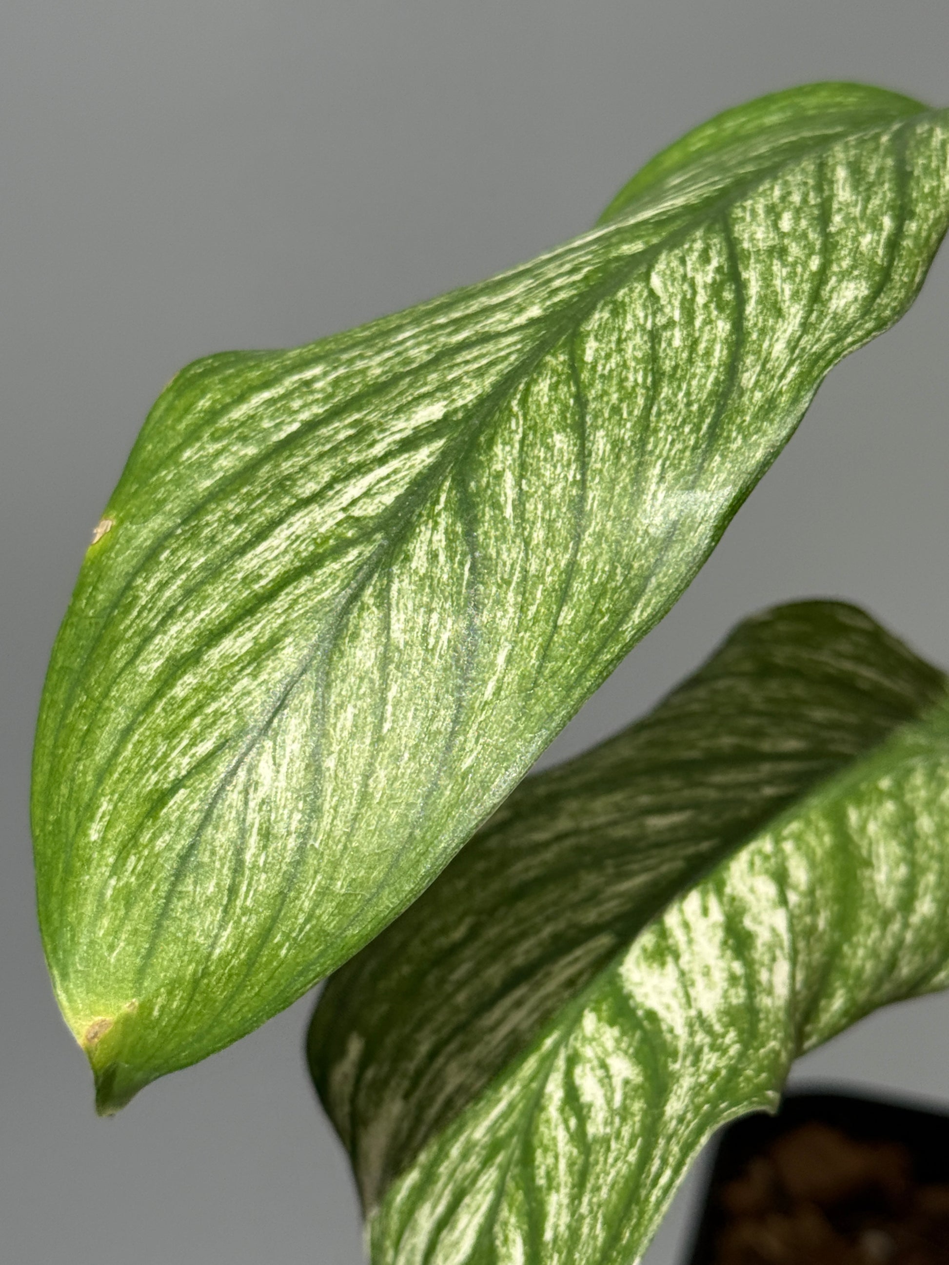 スキンダプサス ロンギピタス ミント  / Scindapsus Longistiptatus mint (1)