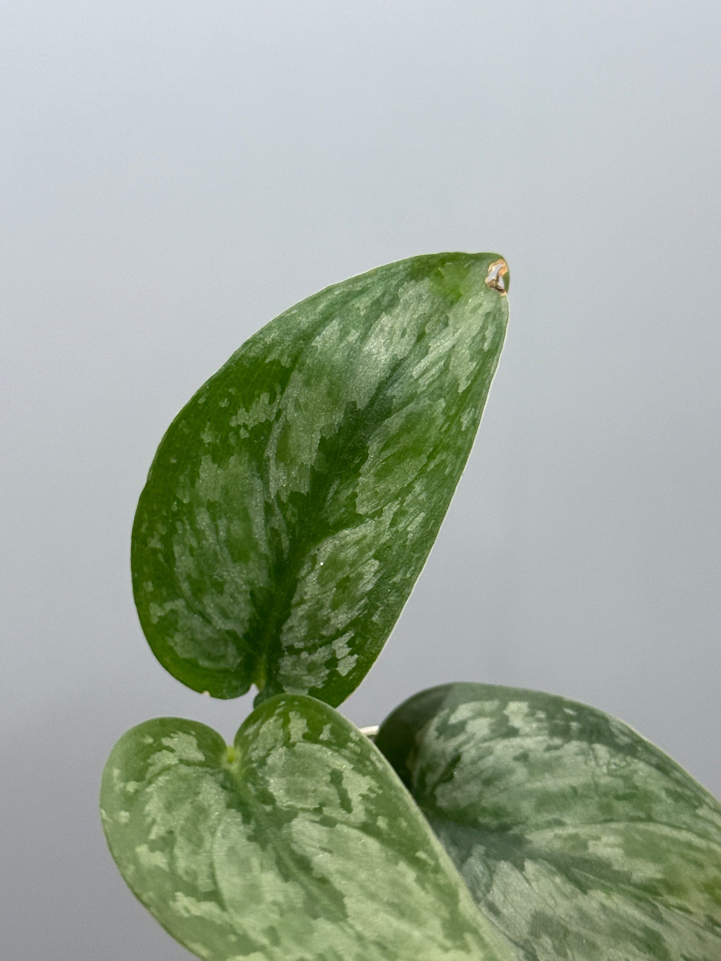 スキンダプサス ダーク クラウド Sp. ボルネオ / Scindapsus Dark cloud Sp. borneo (2)