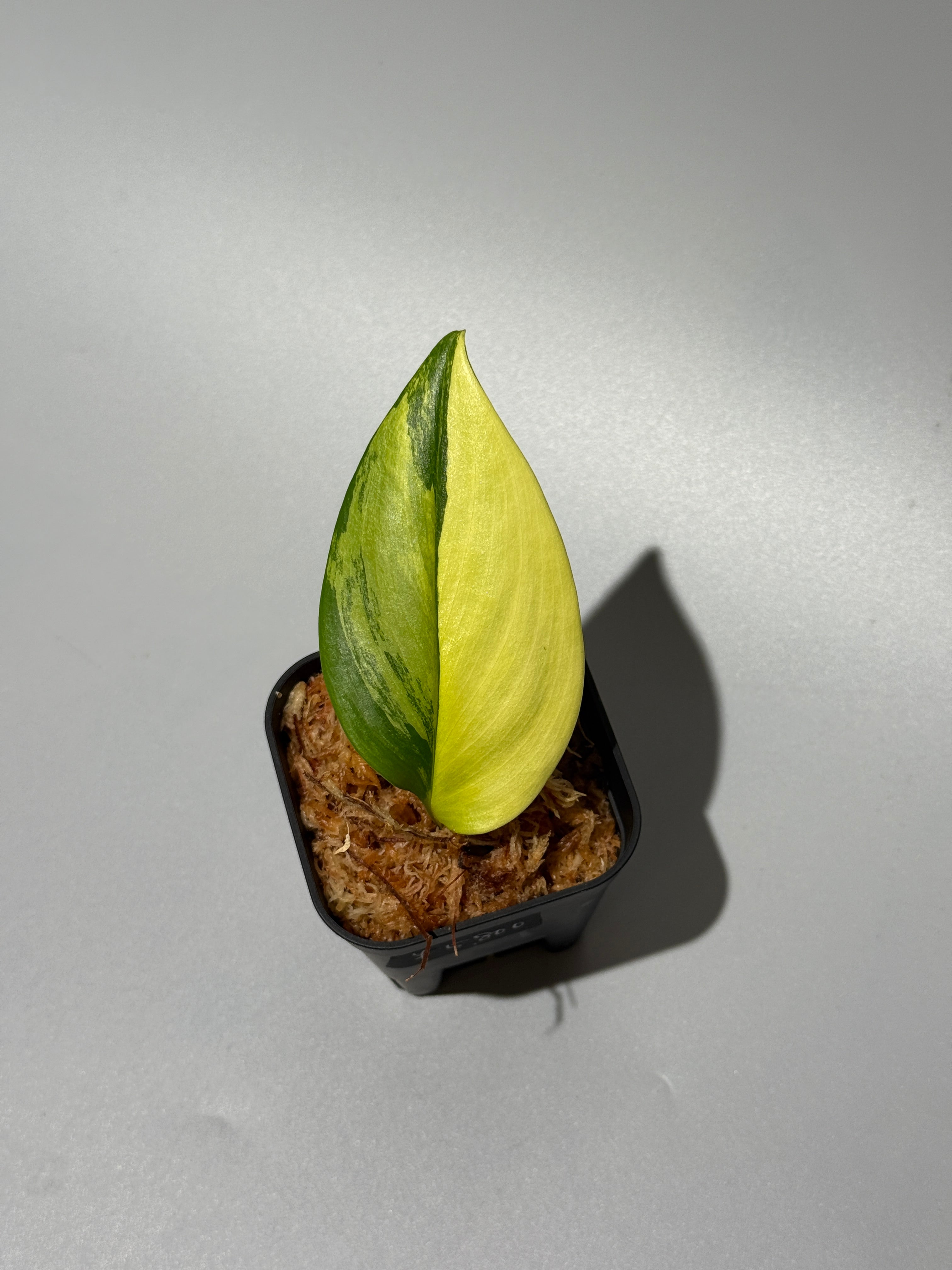 Nakayama Plants公式オンラインストア｜スキンダプサス専門店