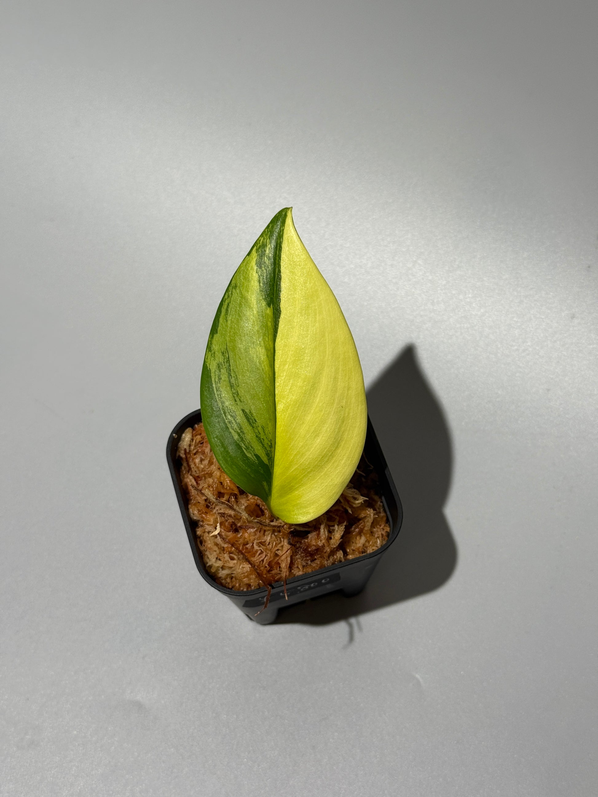 スキンダプサス ルビコン オーレア  / Scindapsus rubicon aurea (1)