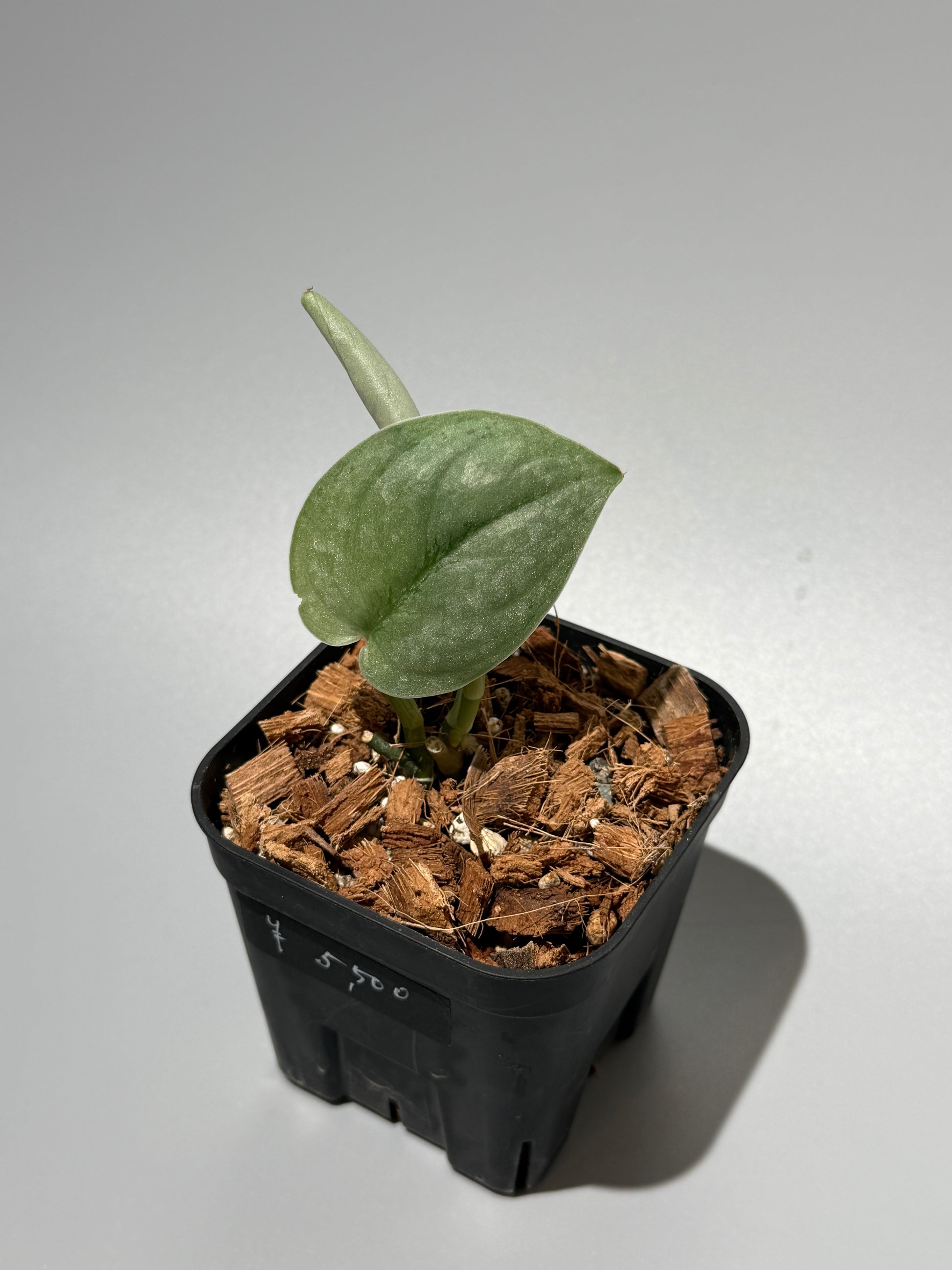 スキンダプサス シルバー スポット sp.カリマンタン / Scindapsus Silver spot sp.Kalimantan (1)