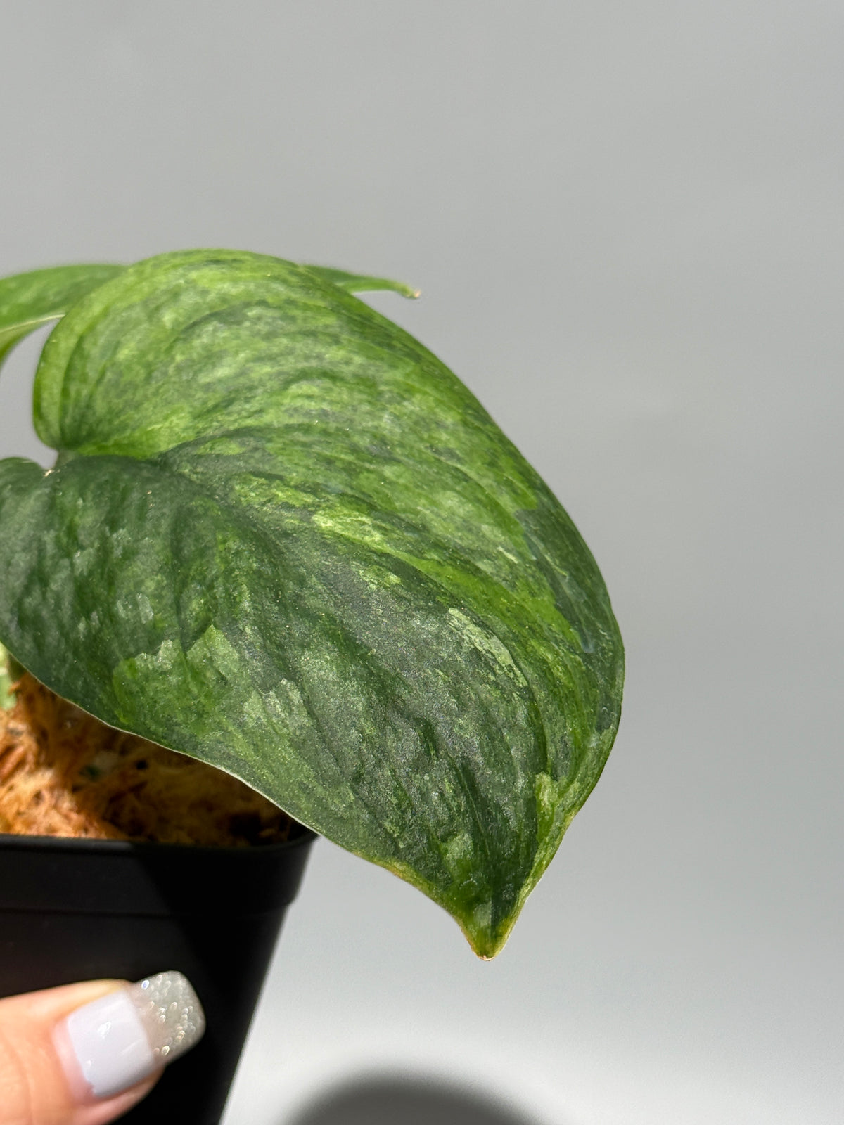 スキンダプサス グリーン ドラゴン / Scindapsus Green dorgon (1)