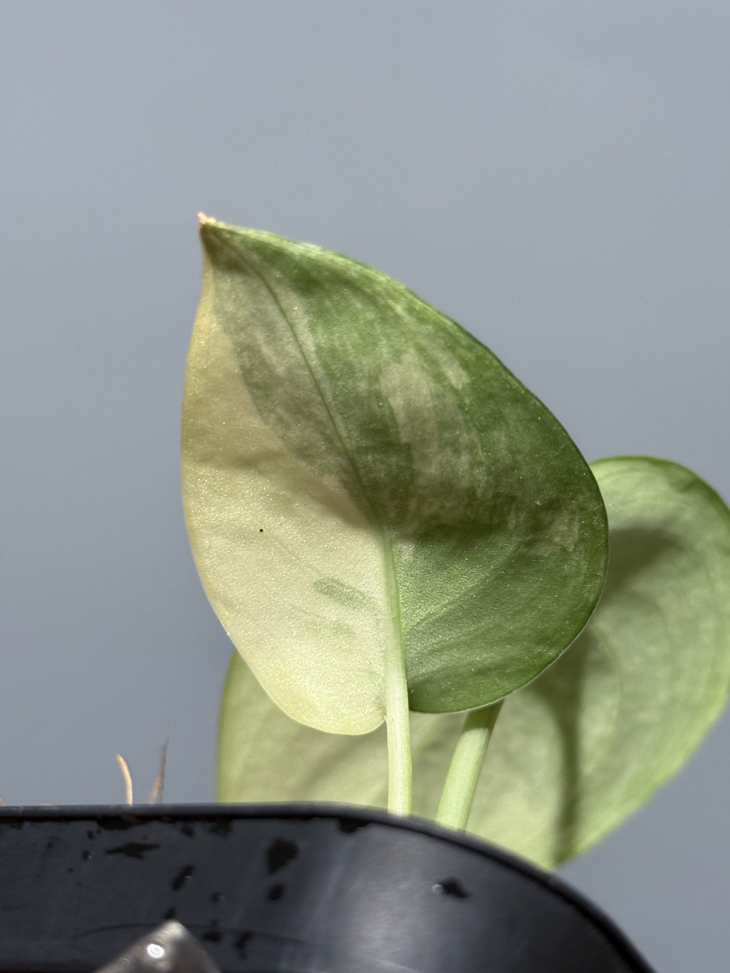 スキンダプサス ジェイドサテン オーレア  / Scindapsus jadesatin aurea (1)