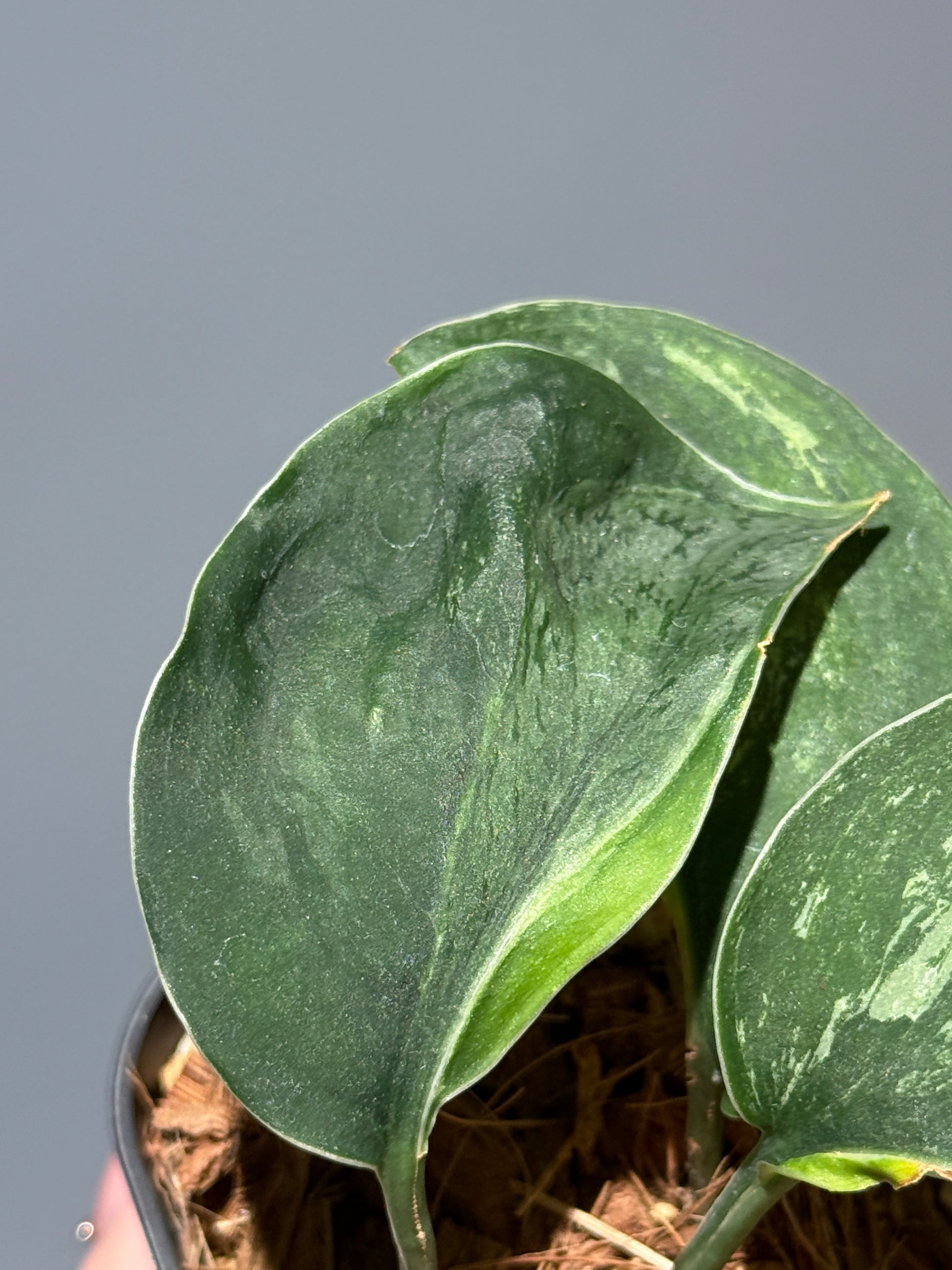 スキンダプサス シルバースプラッシュ ミューテーション/ Scindapsus Silver splash mutation  (1)