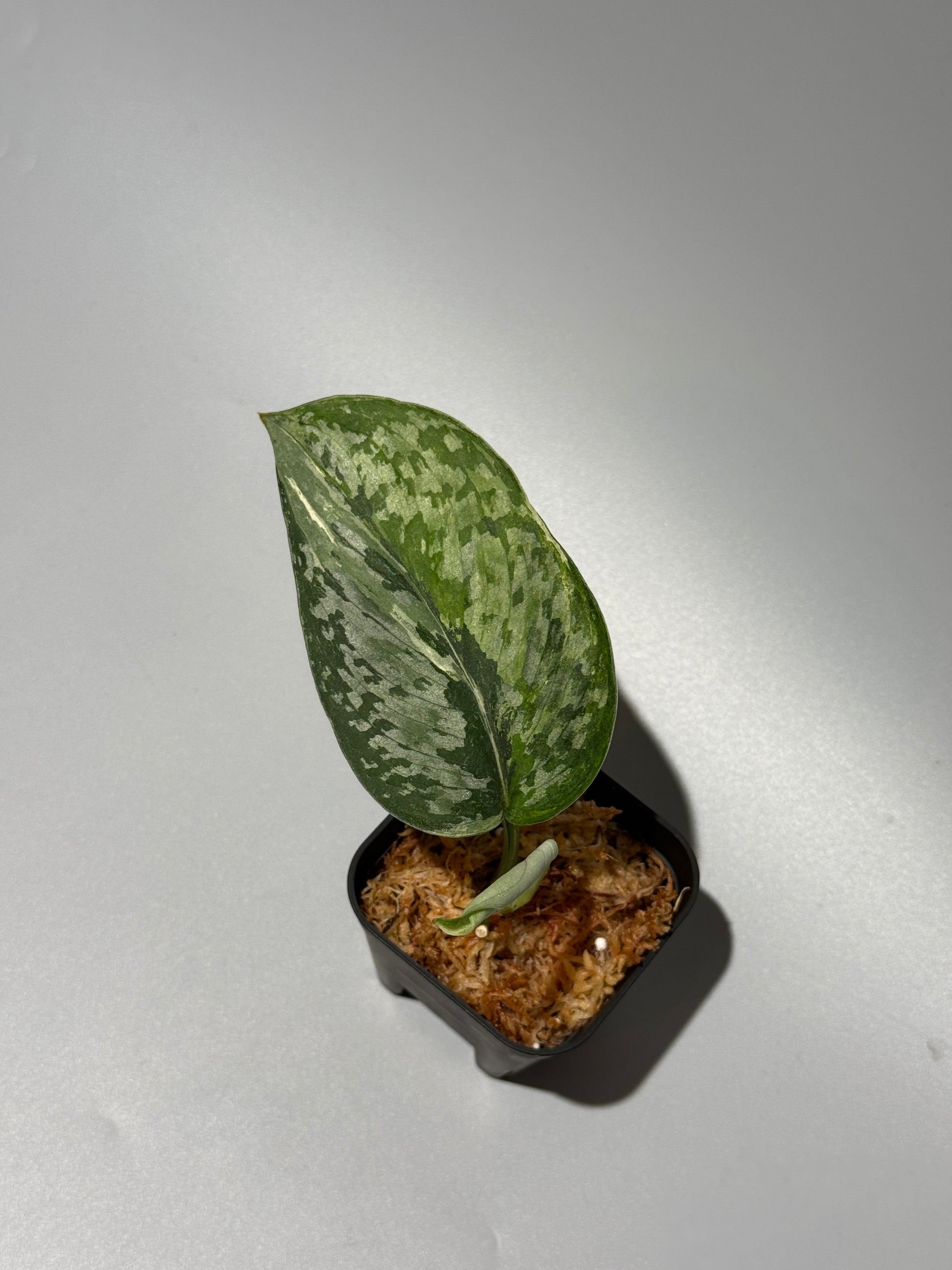 スキンダプサス エキゾチカ サラカ トリカラー  / Scindapsus Exotica salaka toricolor (1)