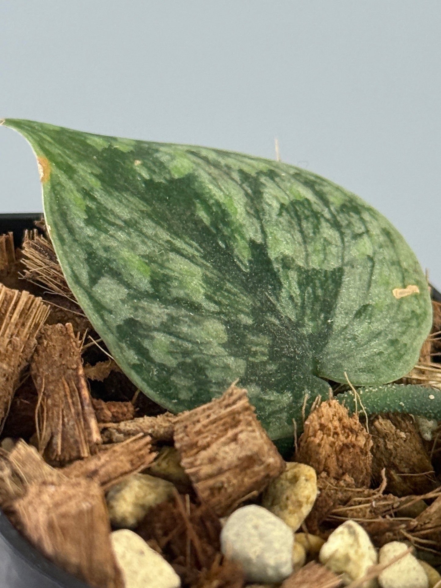 スキンダプサス スノーフレック ミューテーション  / Scindapsus snowfleck mutation (1)