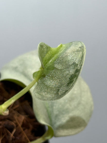 スキンダプサス ウィアード / Scindapsus Weirdo (3)