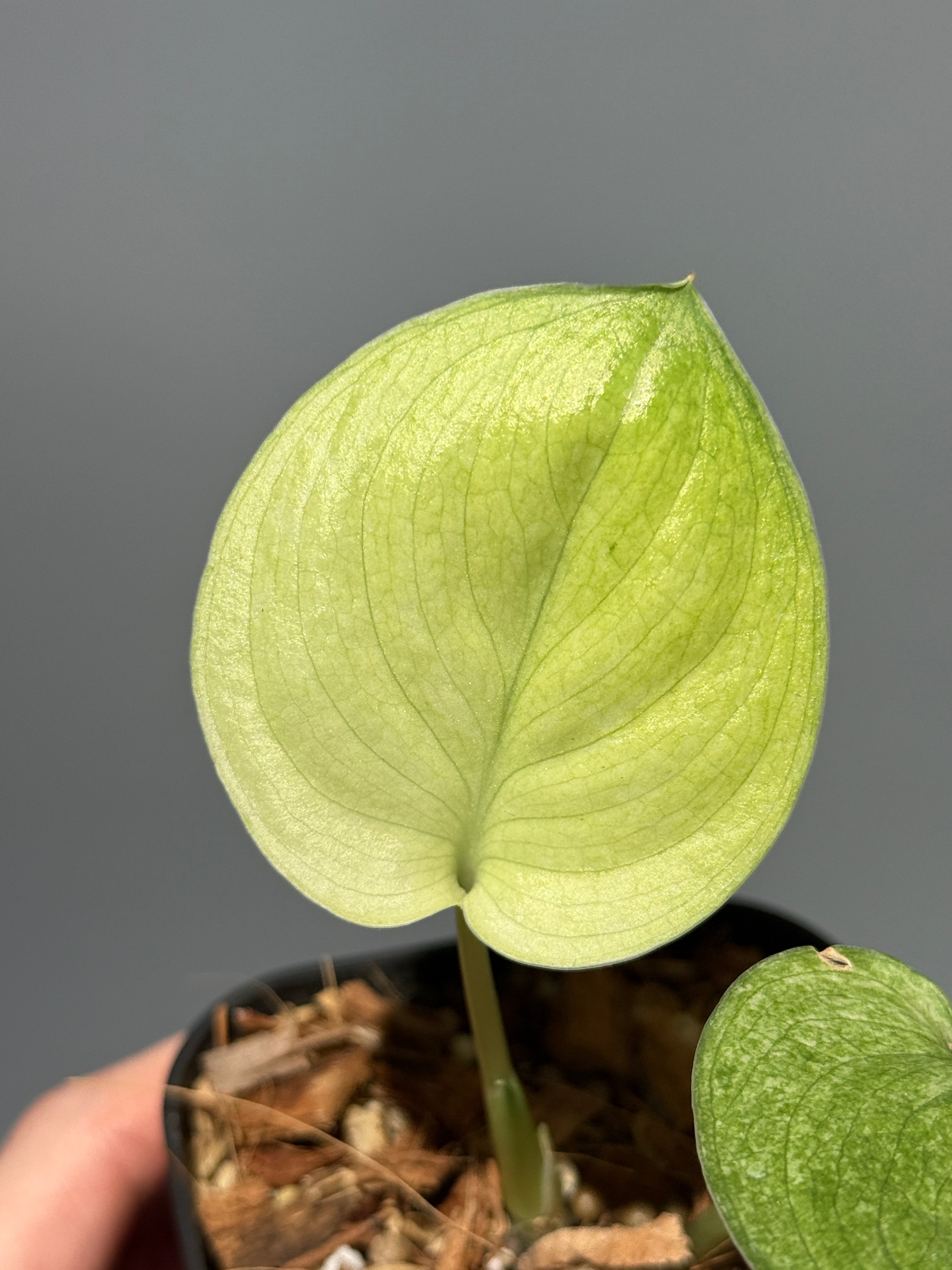 All Plants – Page 2 – Nakayama-Plants