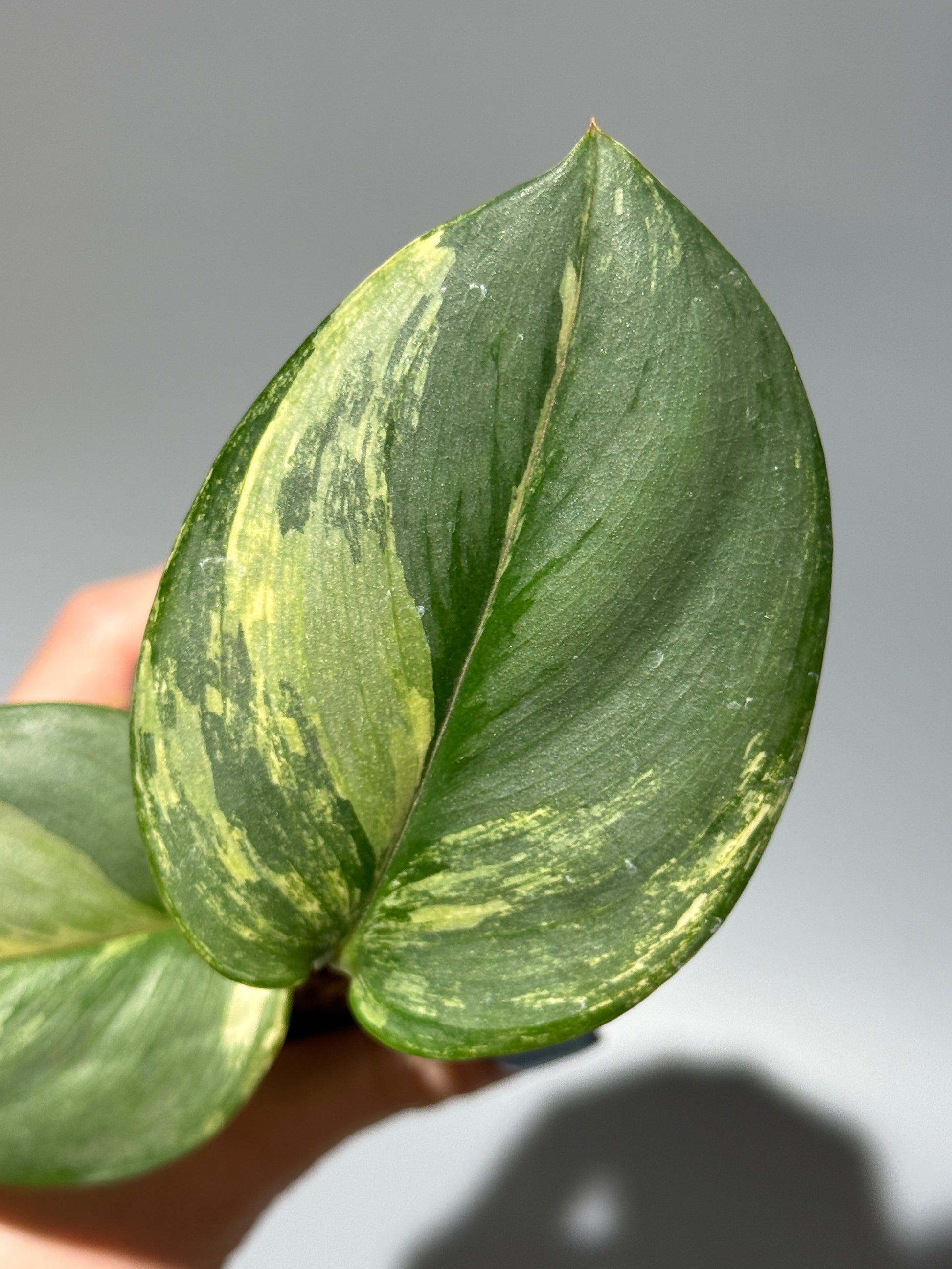 スキンダプサス ルビコン オーレア  / Scindapsus rubicon aurea (2)