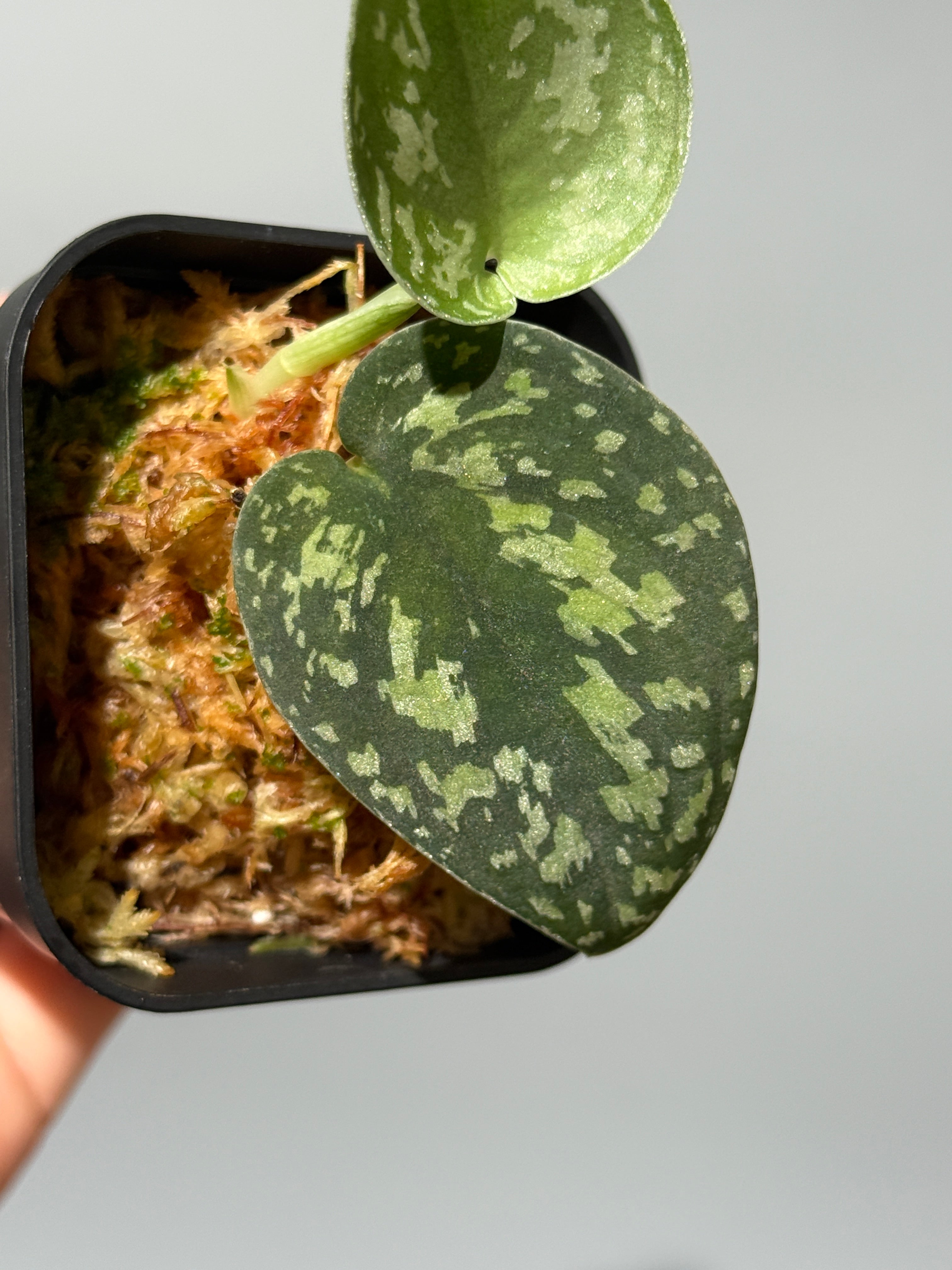 All Plants – Nakayama-Plants