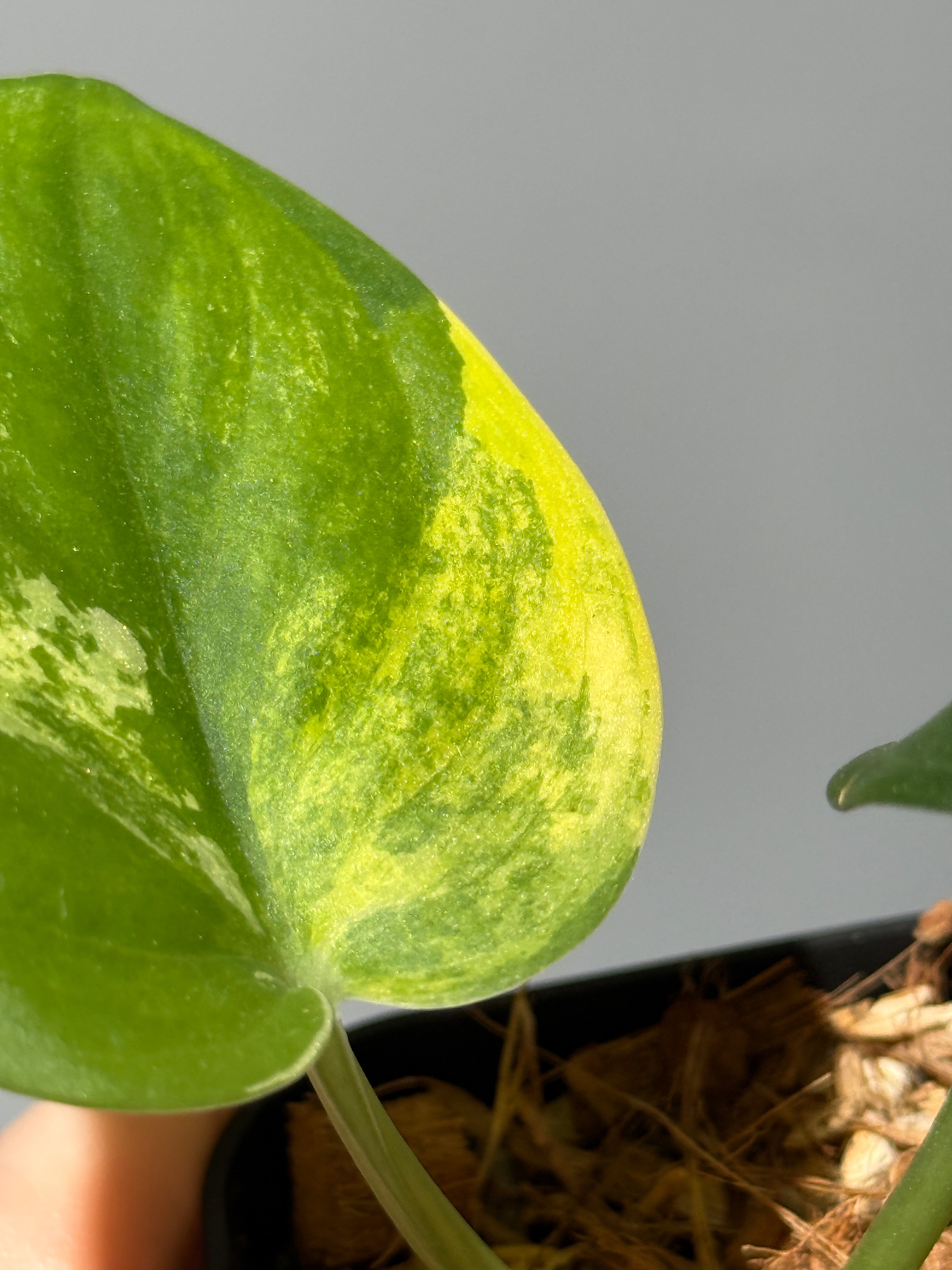 All Plants – Nakayama-Plants