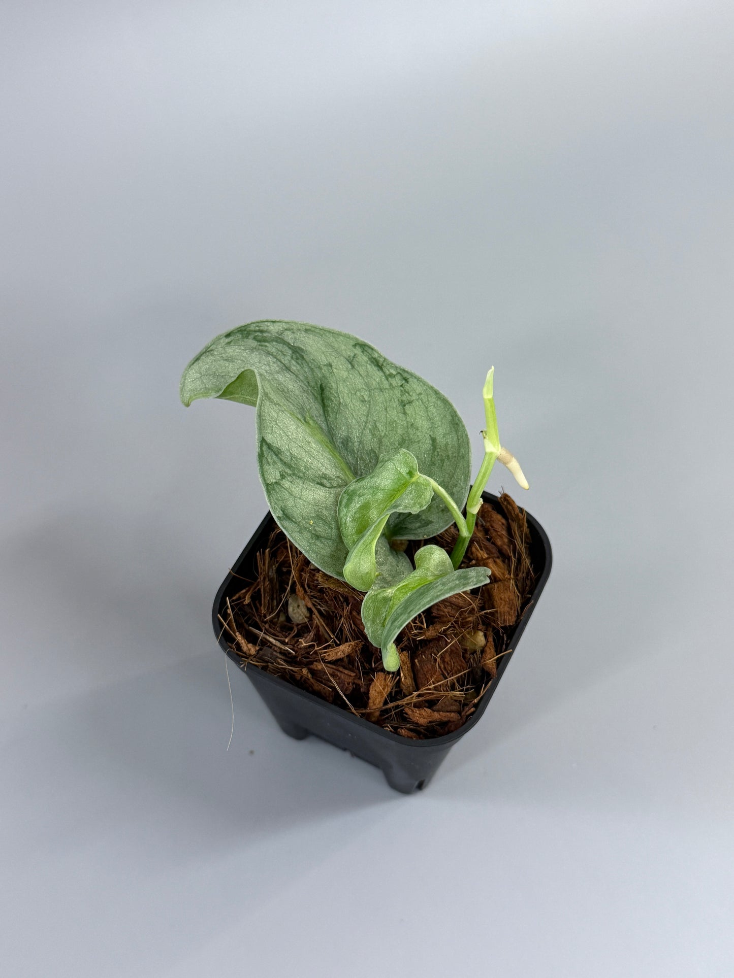 スキンダプサス ウィアード / Scindapsus Weirdo (2)