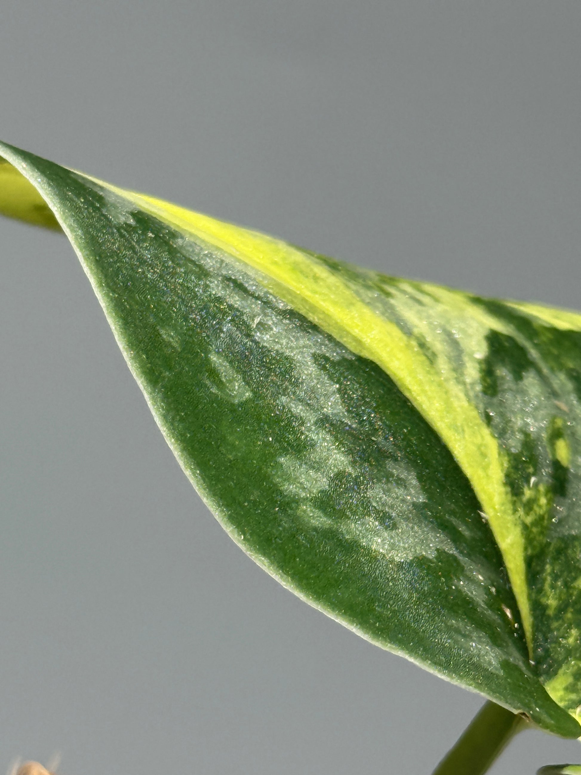 スキンダプサス グリーン ダイヤモンド / Scindapsus Green diamond (2)