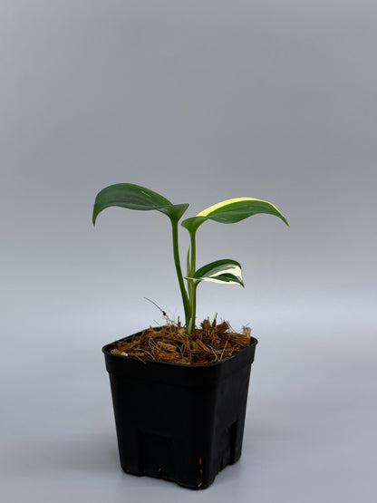 スキンダプサス ブルーアルボ  / Scindapsus Blue albo (3)