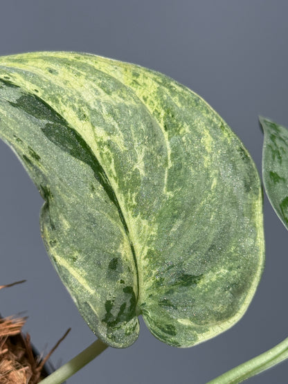 スキンダプサススーパームーン チリン / Scindapsus Supermoon tilung (1)