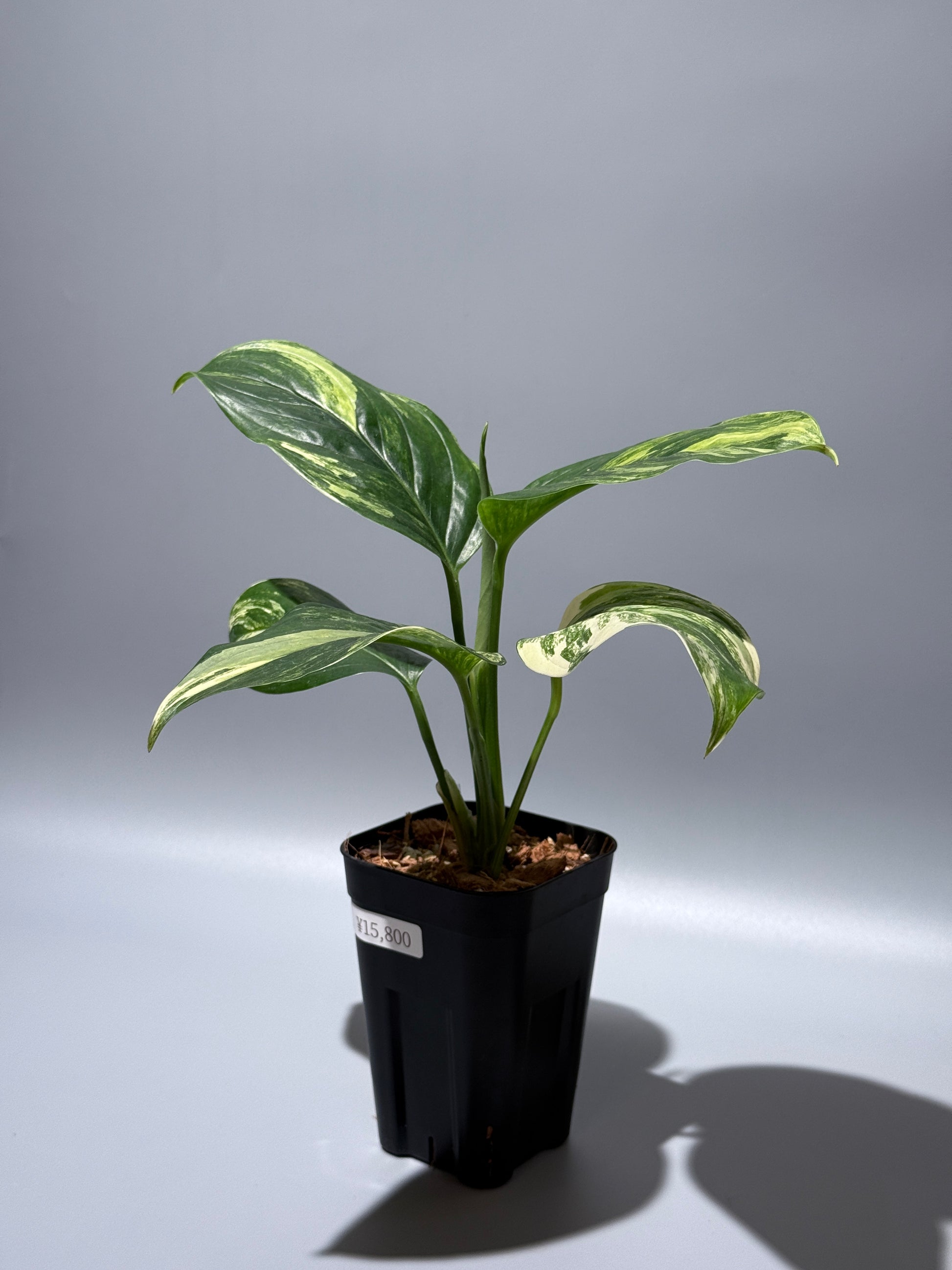 スキンダプサス ペラケンシス 斑入り / Scindapsus Perakensis var. (1)