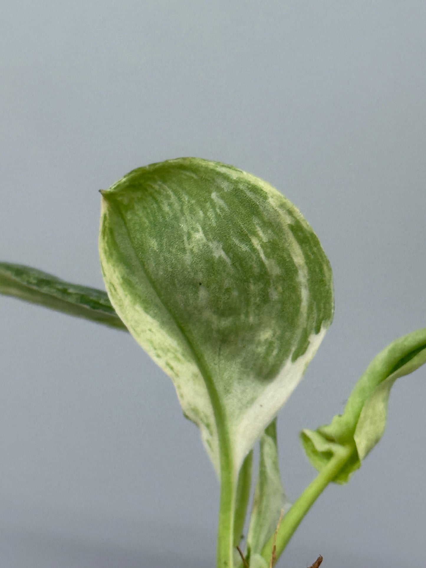 スキンダプサス トレビー マーブル  / Scindapsus treubii marble  (2)