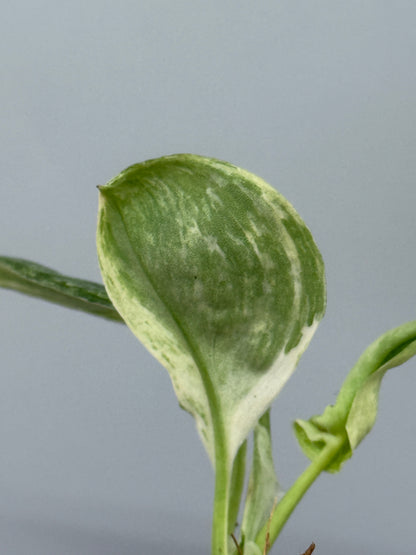 スキンダプサス トレビー マーブル  / Scindapsus treubii marble  (2)