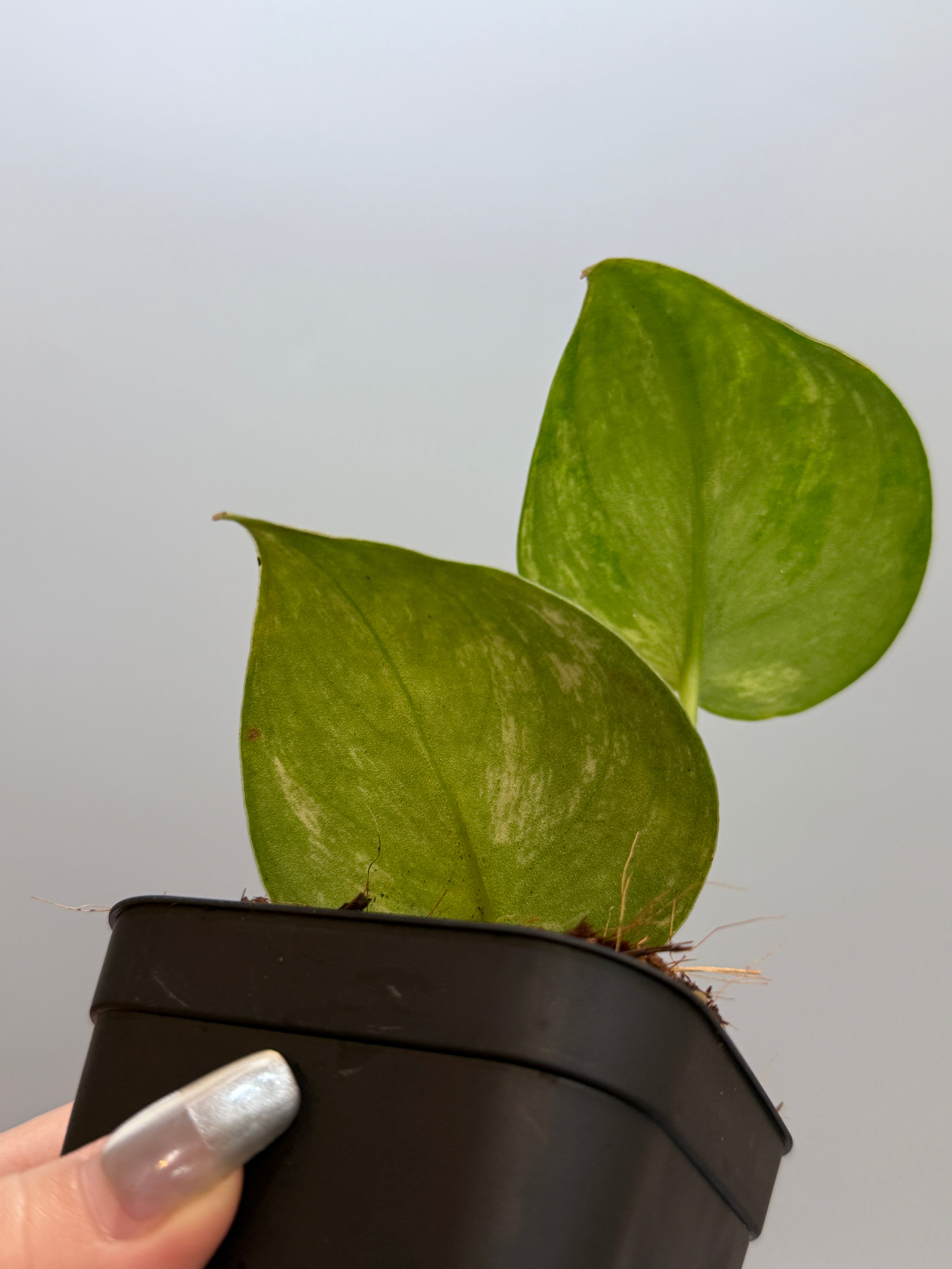 スキンダプサス バクダパティ / Scindapsus bakudapati (6) – Nakayama