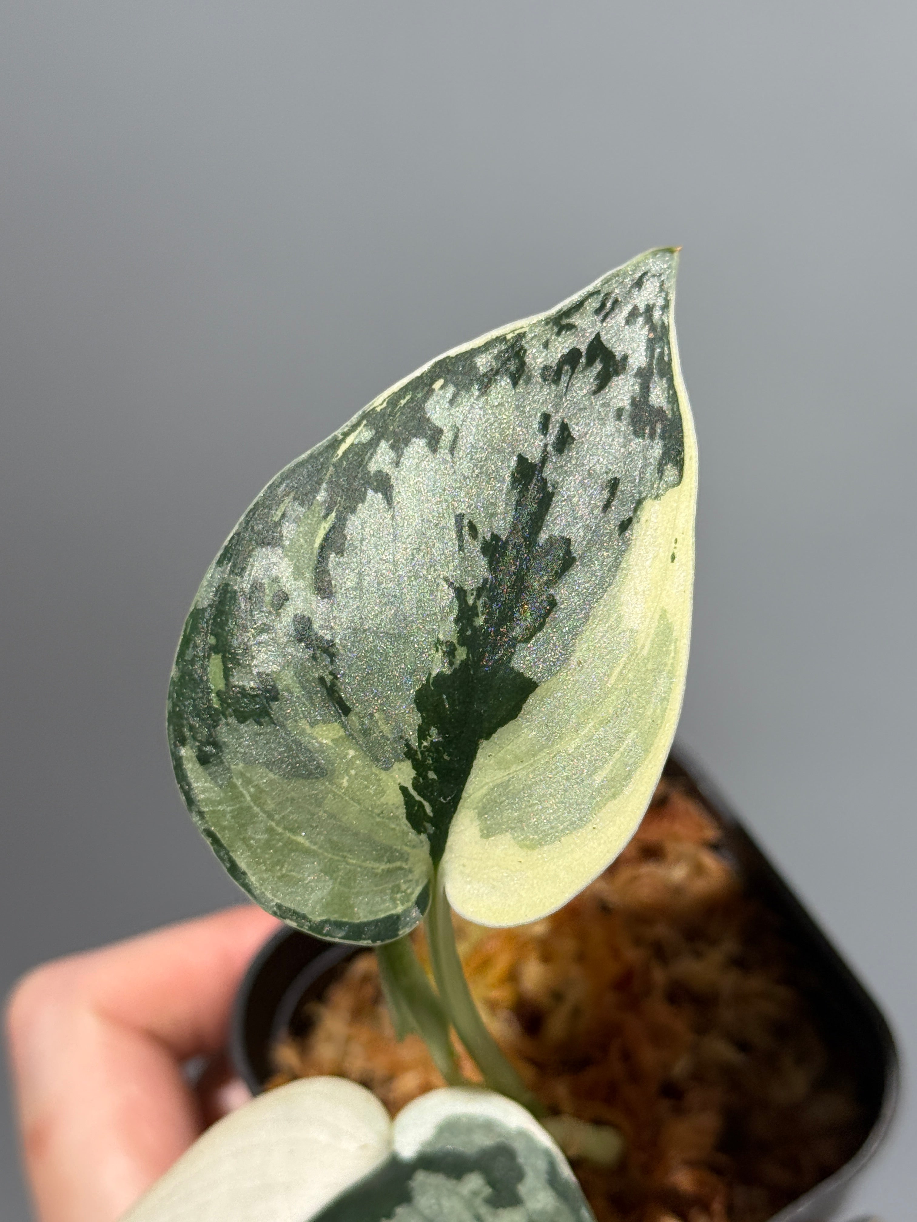 All Plants – Nakayama-Plants