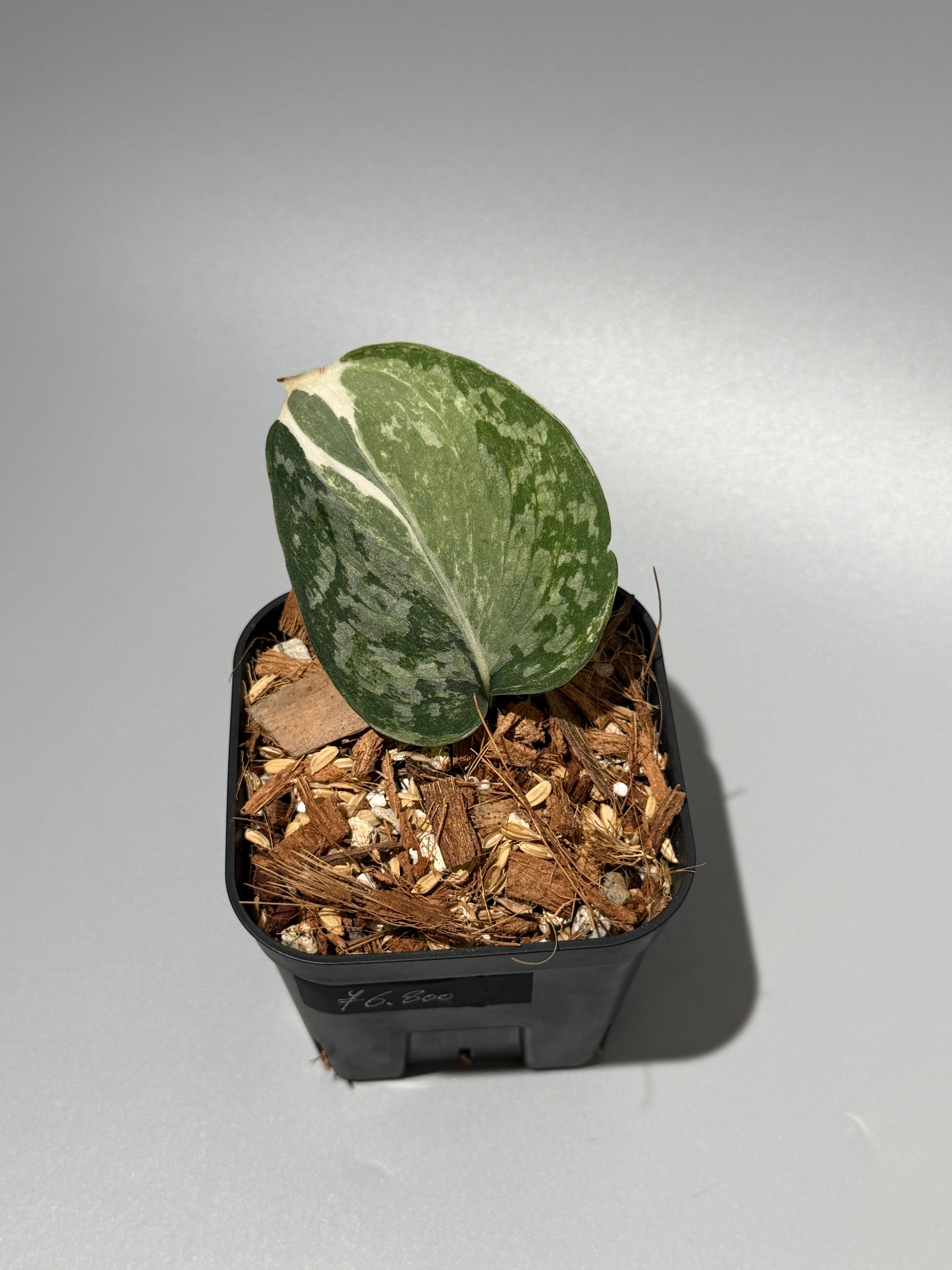 All Plants – Nakayama-Plants