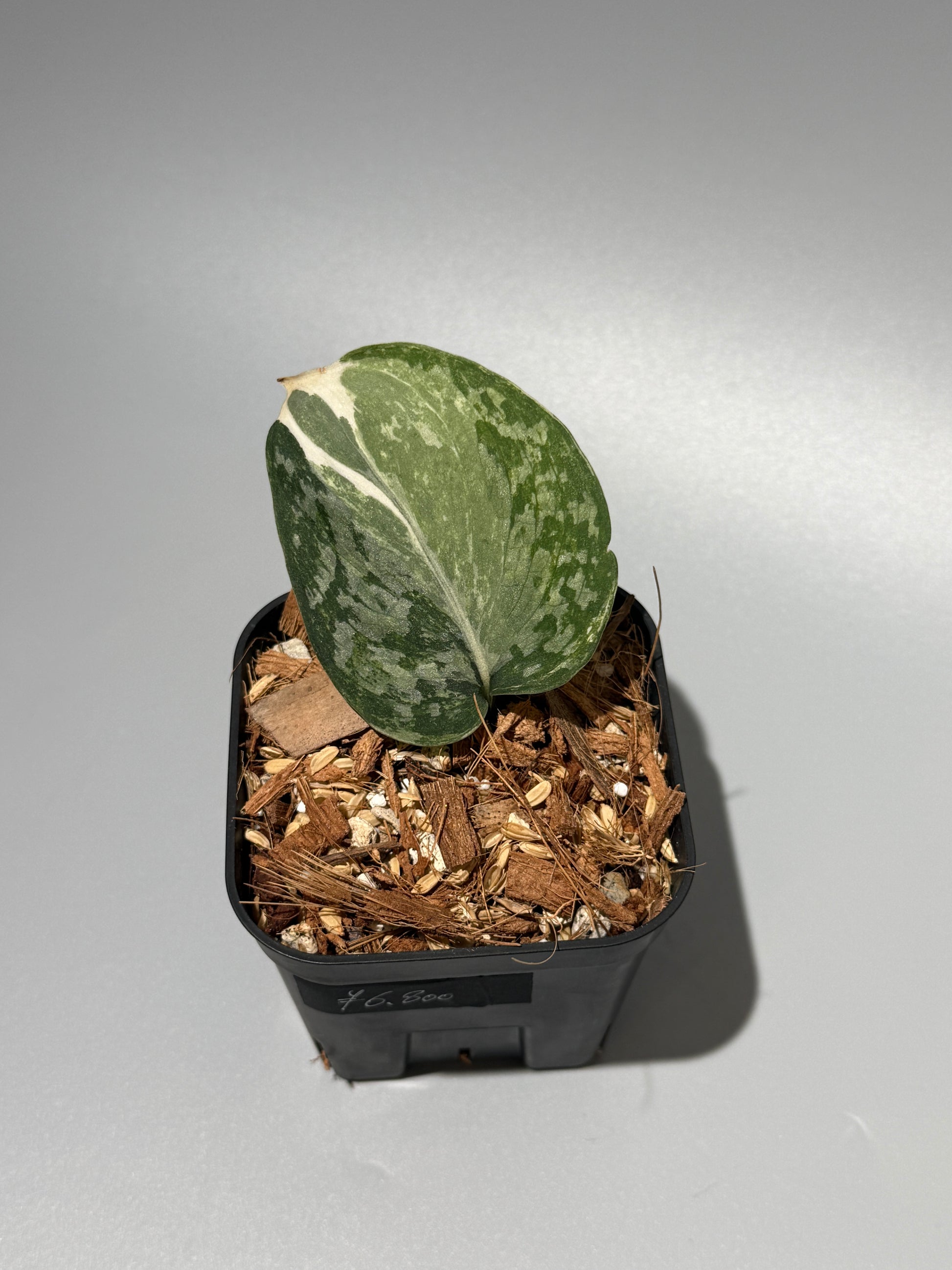 スキンダプサス エキゾチカ アルボ / Scindapsus exotica albo (1)